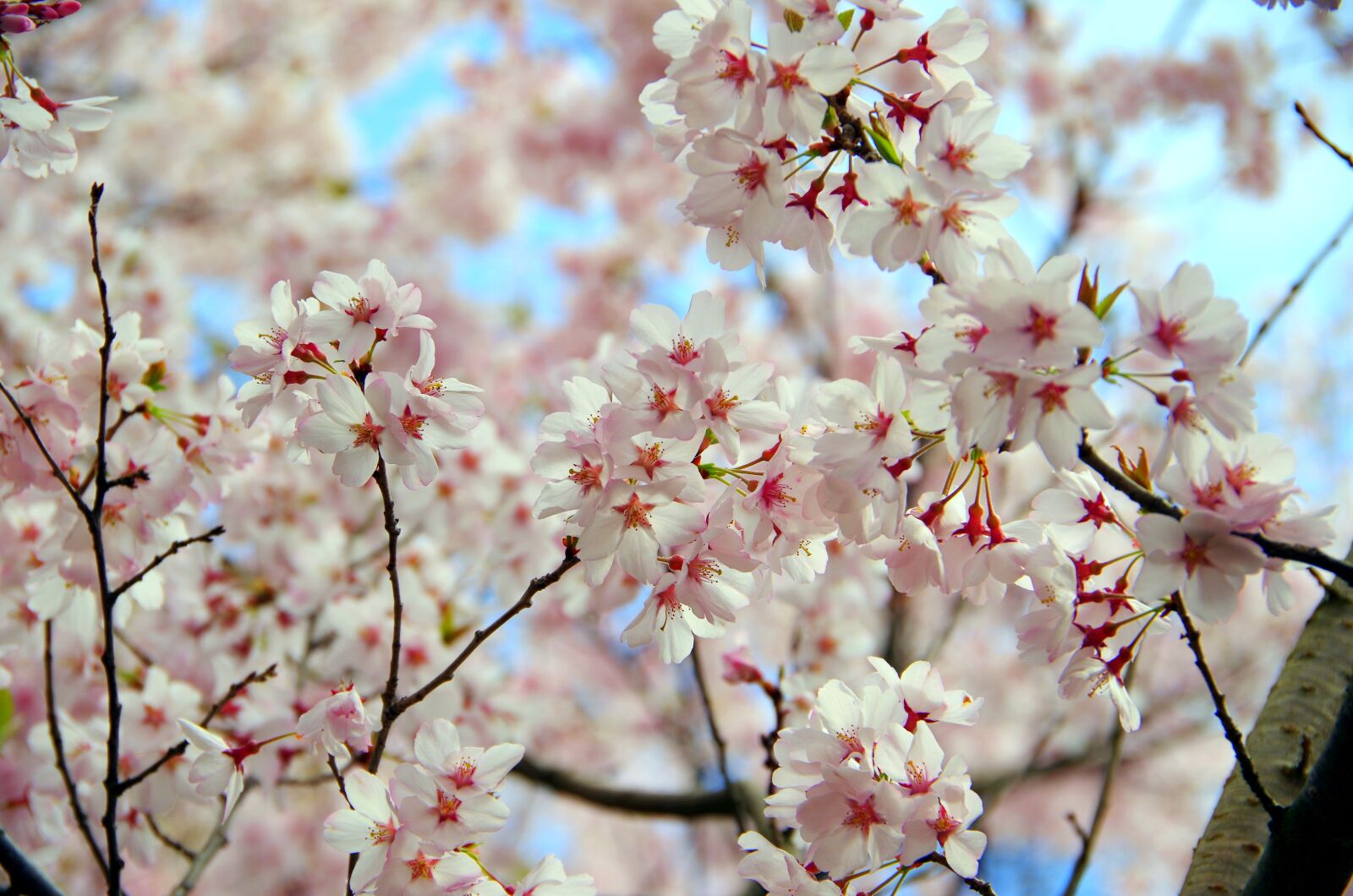 Pentax K-30 sample photo. Cherry, flowers, branch photography