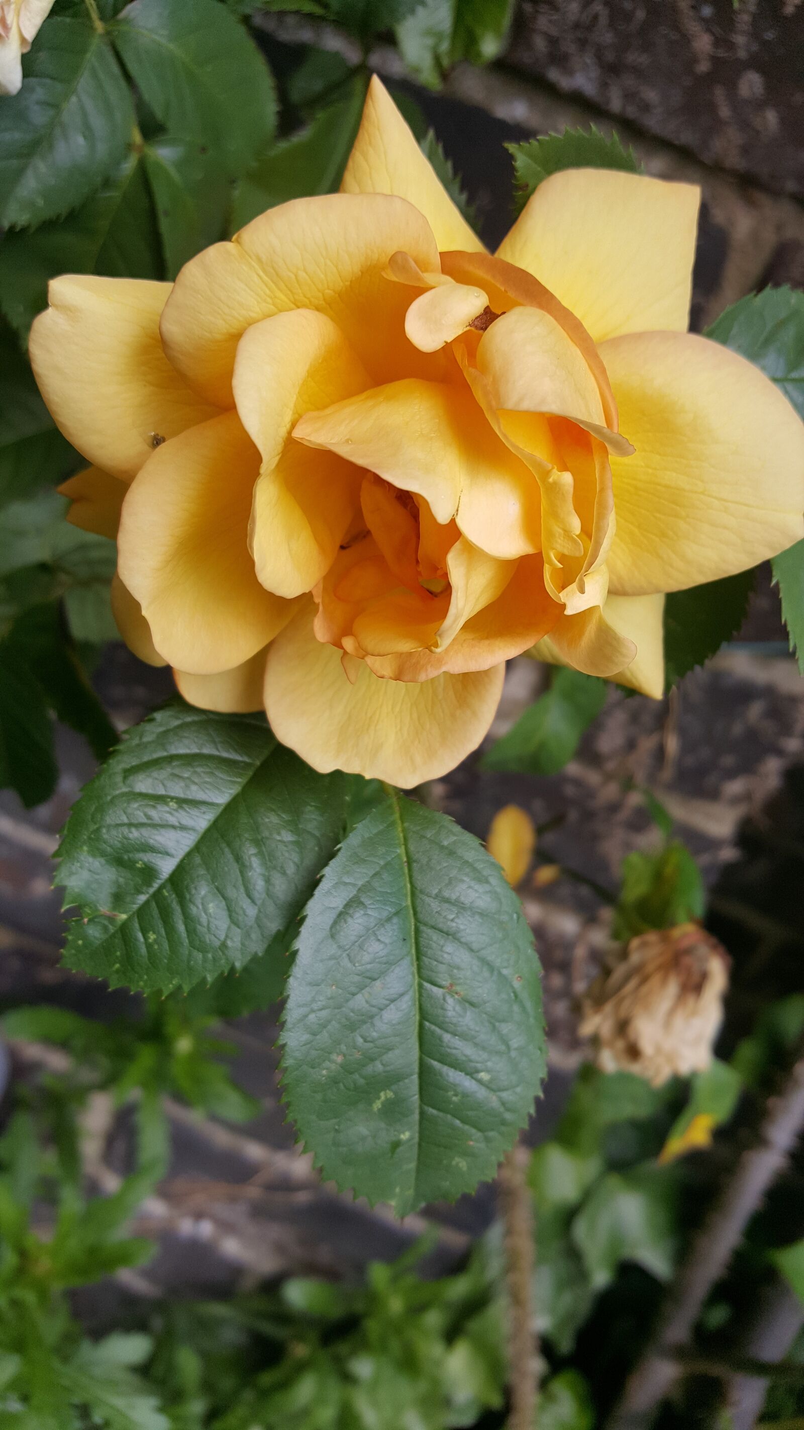 Samsung Galaxy S6 sample photo. Rose, yellow, flower photography