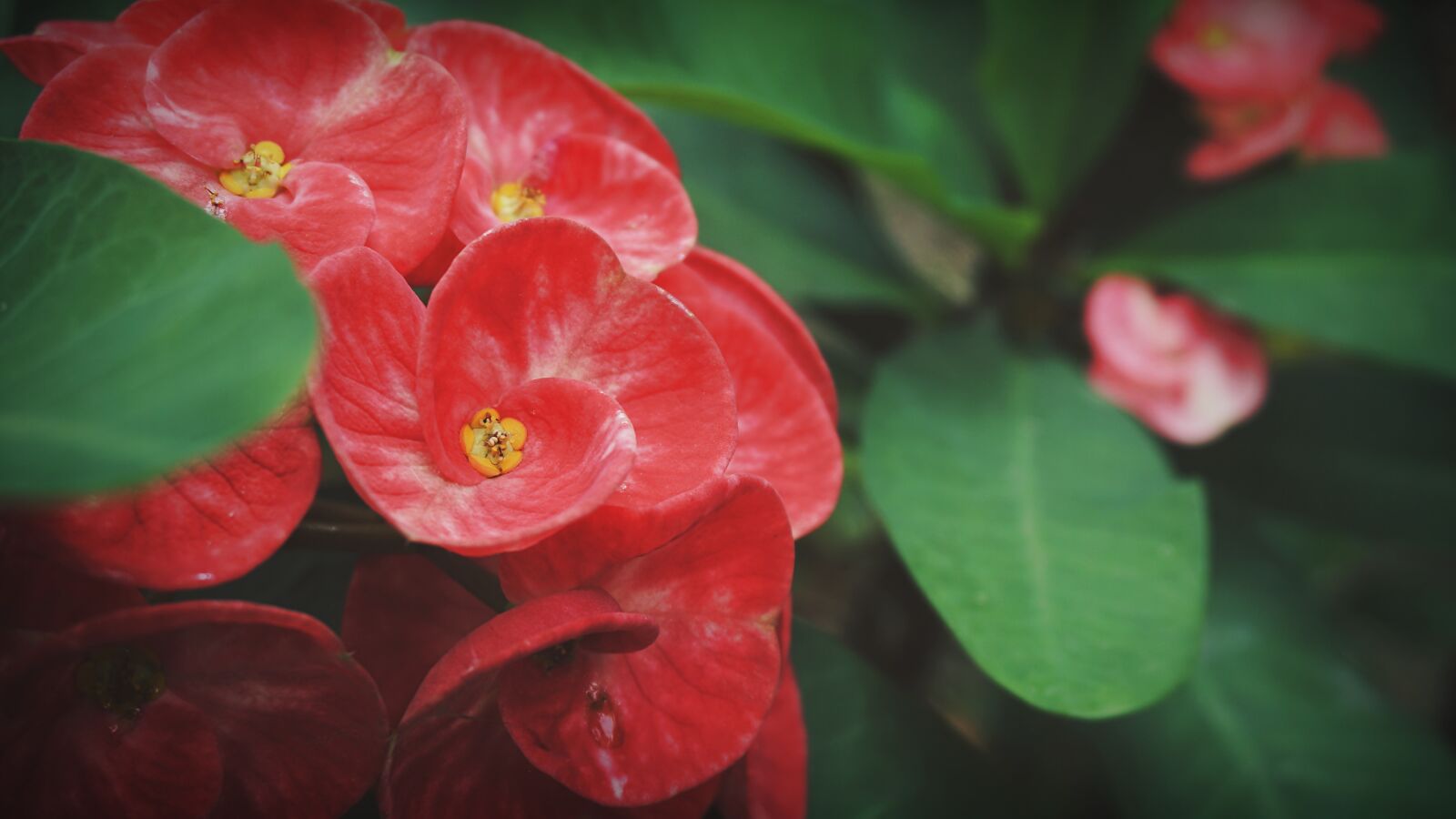 Sony E 16-50mm F3.5-5.6 PZ OSS sample photo. Eight immortals, flowers, red photography