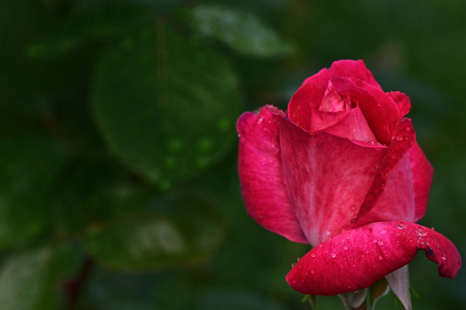 Nikon D5200 sample photo. Flower, rose, red photography