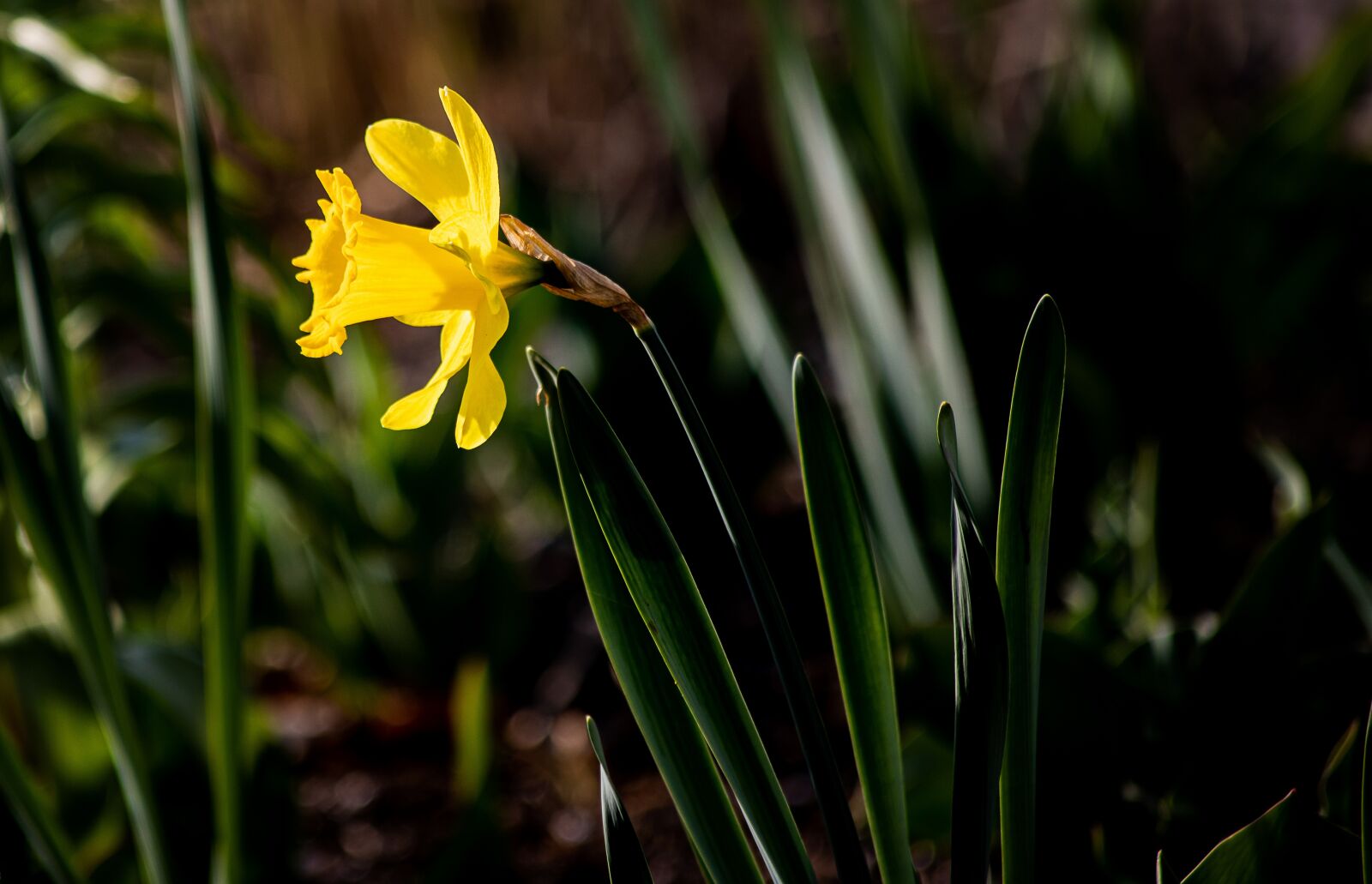 Canon EF 70-300mm F4-5.6 IS USM sample photo. Narcissus, daffodil, plant photography