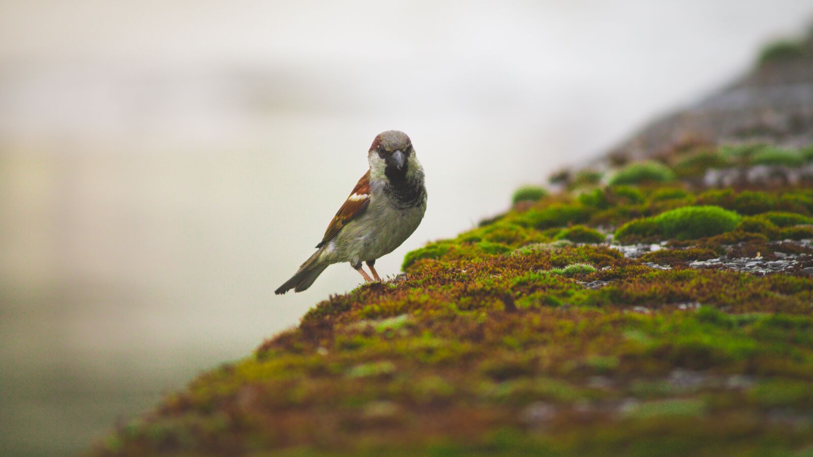 Canon EOS 1100D (EOS Rebel T3 / EOS Kiss X50) sample photo. Bird, nature, songbird photography