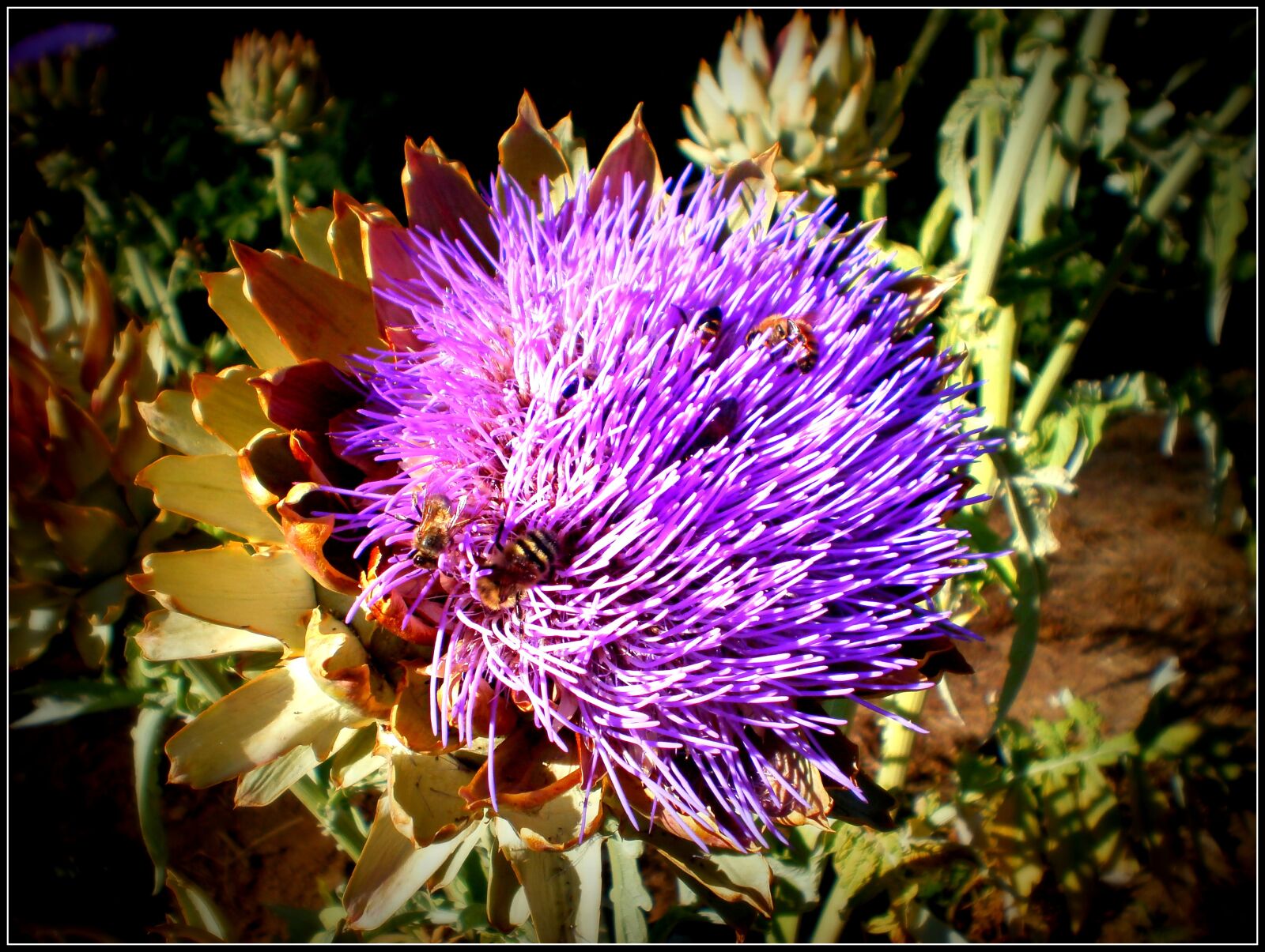 Olympus T10,X27 sample photo. Flora, artichoke, blossom photography