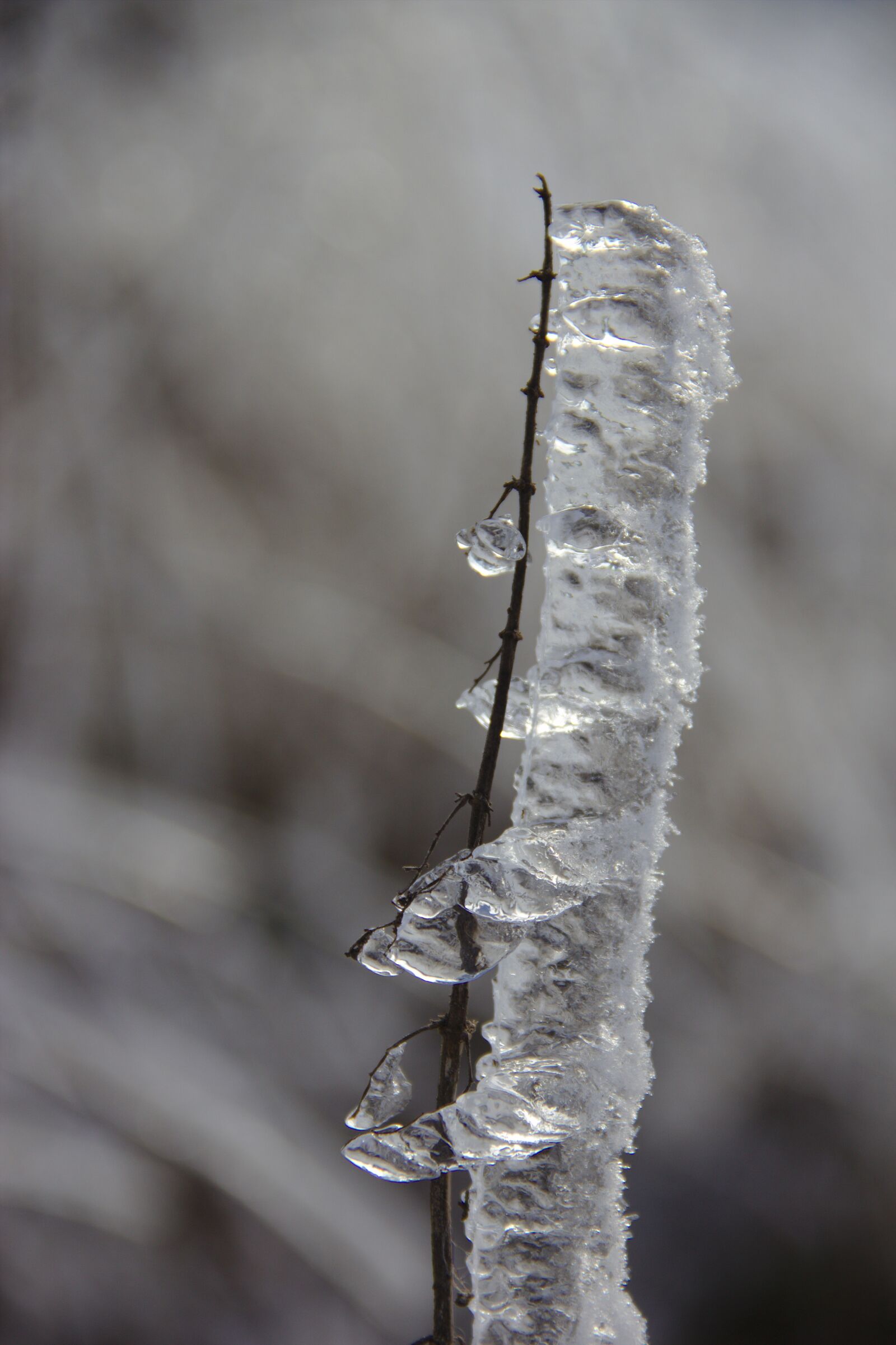 Canon EF-S 18-135mm F3.5-5.6 IS sample photo. Eisraupe, ice on the photography