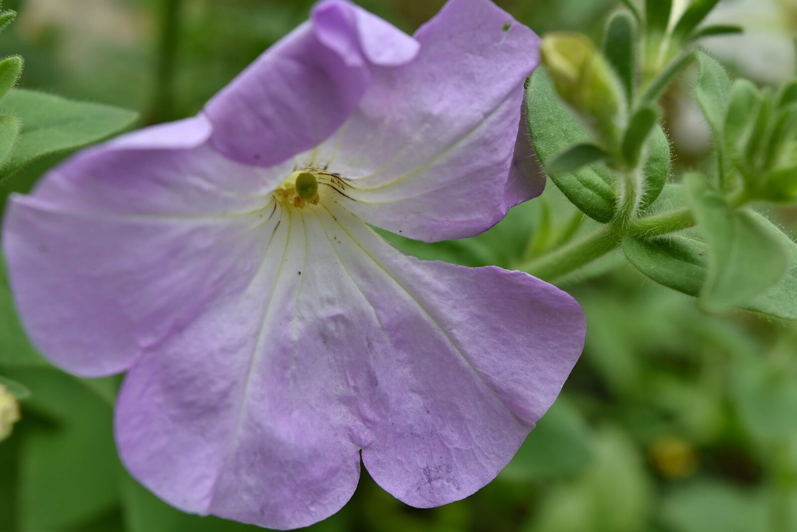 Nikon D5500 sample photo. Blue, detail, flower garden photography