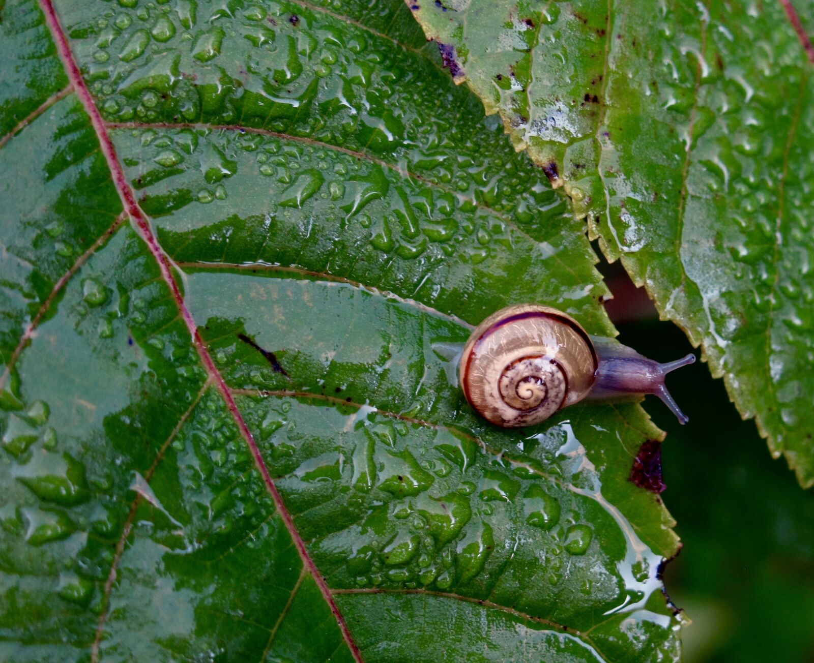 Canon PowerShot G12 sample photo. Snail, nature, plant photography