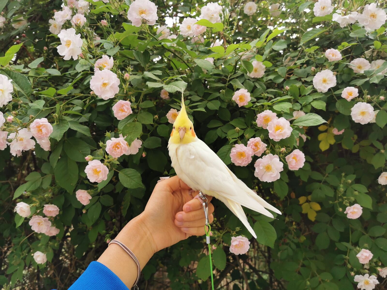HUAWEI P30 Pro sample photo. Cockatiel, rose, lutino photography