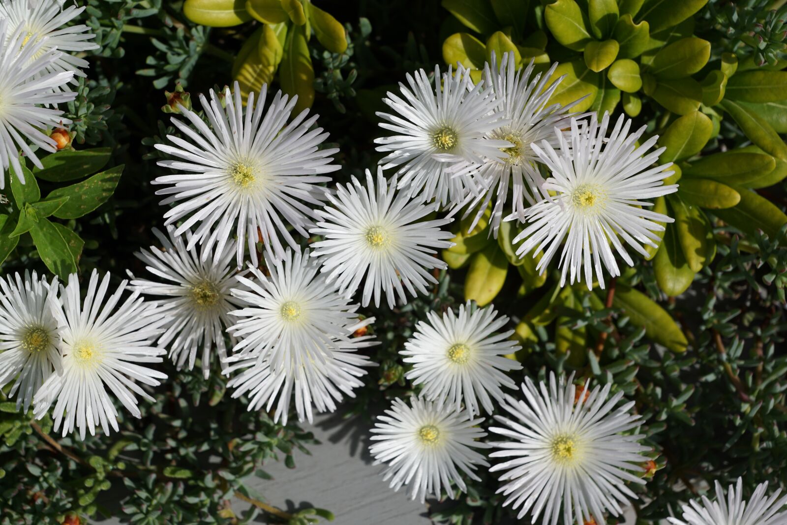 Sony DT 16-50mm F2.8 SSM sample photo. Flower, white, aster photography