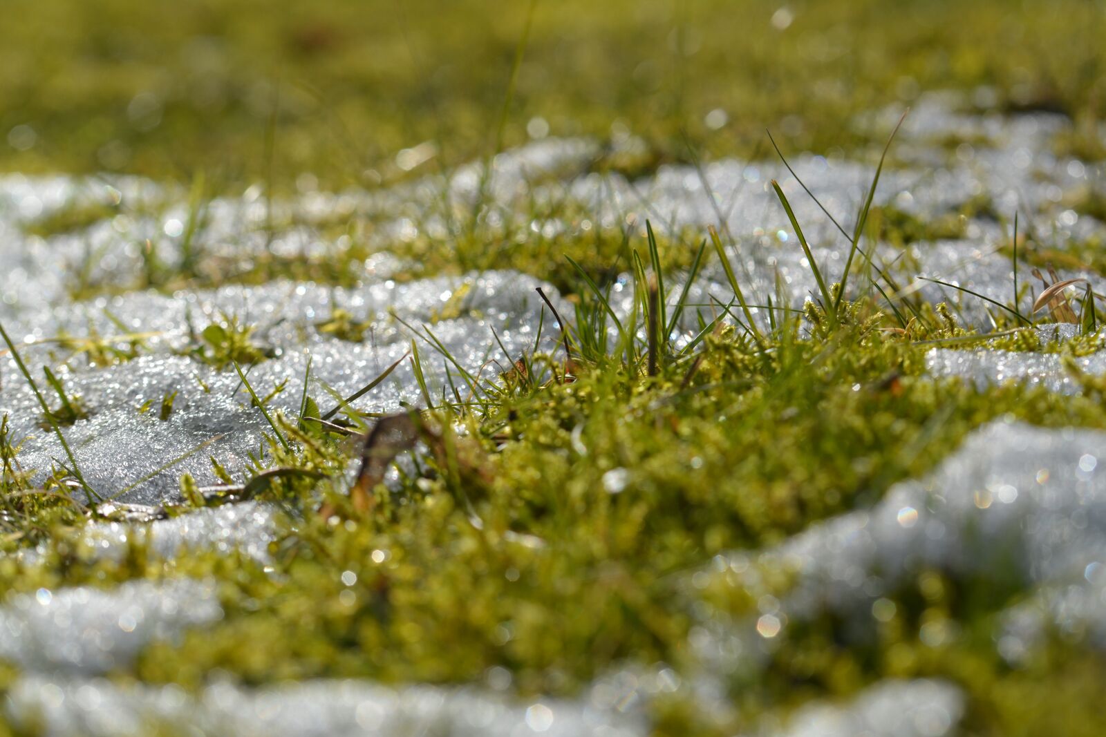 Nikon D5200 sample photo. Grass, snow, spring photography