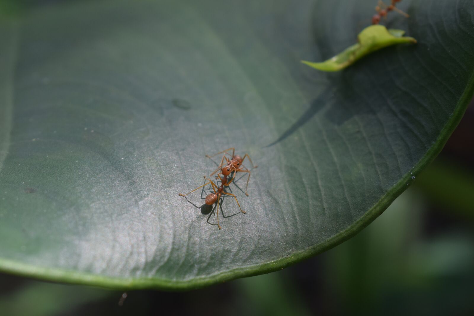 Nikon D5300 sample photo. Ant, fight, war photography
