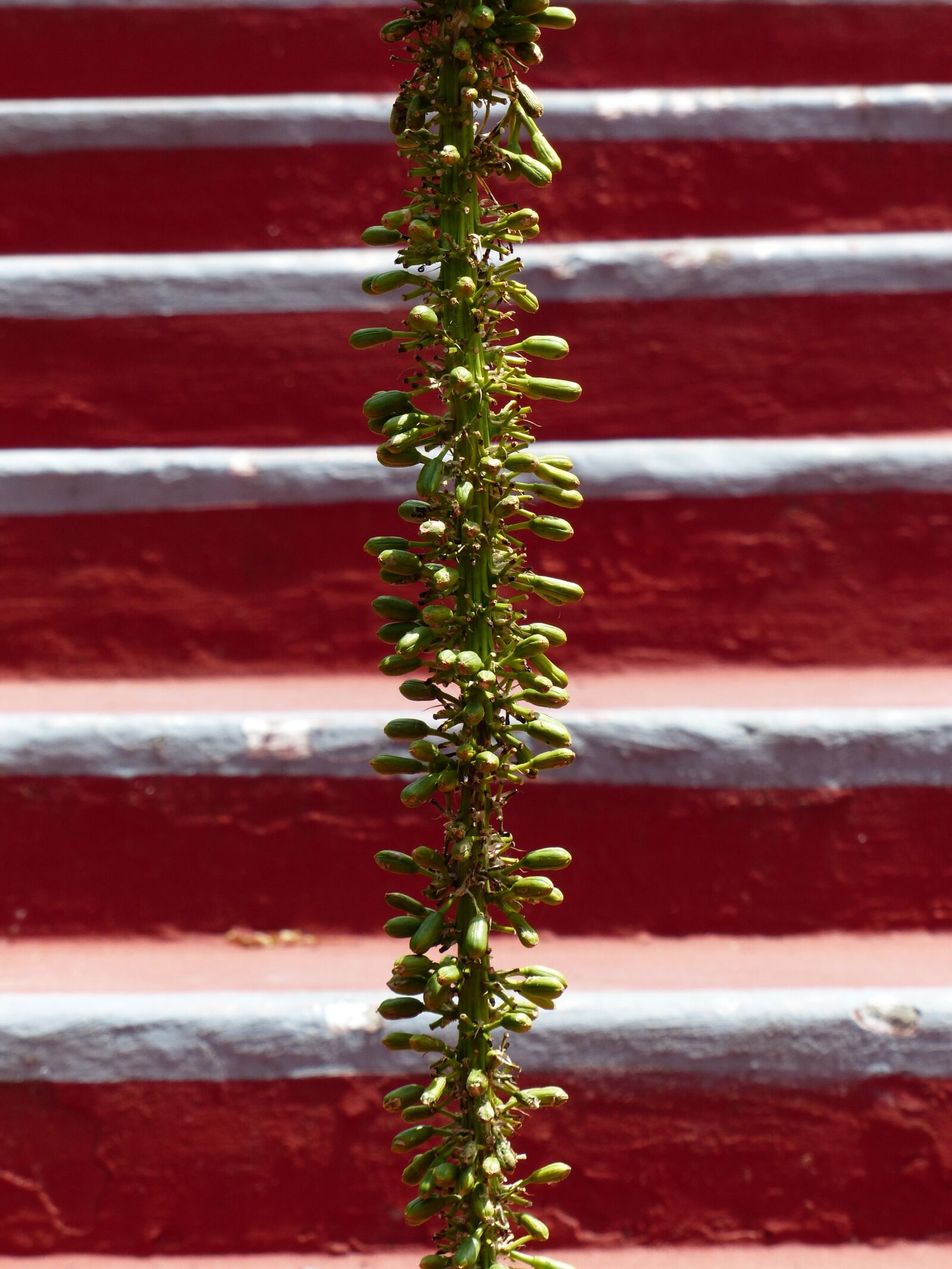 Panasonic Lumix DMC-FZ200 sample photo. Inflorescence, stairs, emergence photography