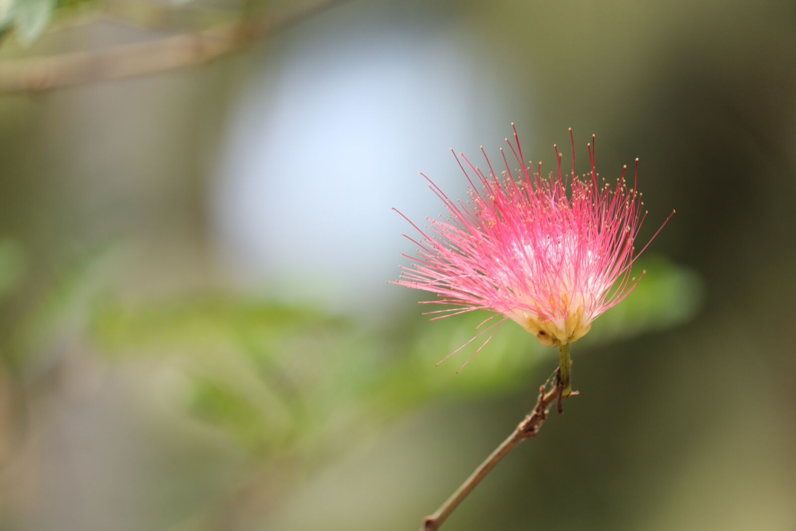 Canon EOS 250D (EOS Rebel SL3 / EOS Kiss X10 / EOS 200D II) sample photo. Flower, nature, kerala photography