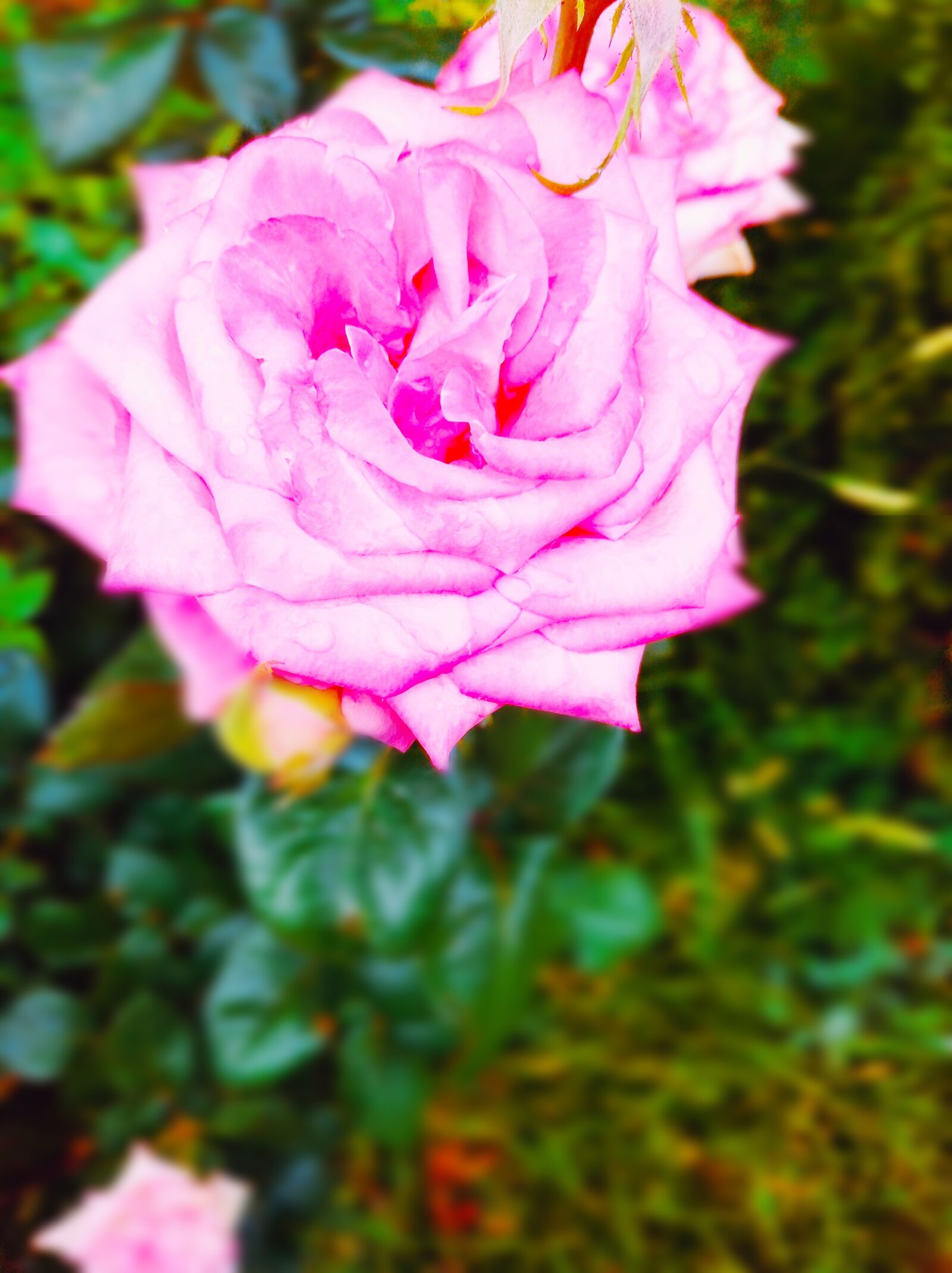 Xiaomi Redmi 8 sample photo. Rose, nature, flowers photography