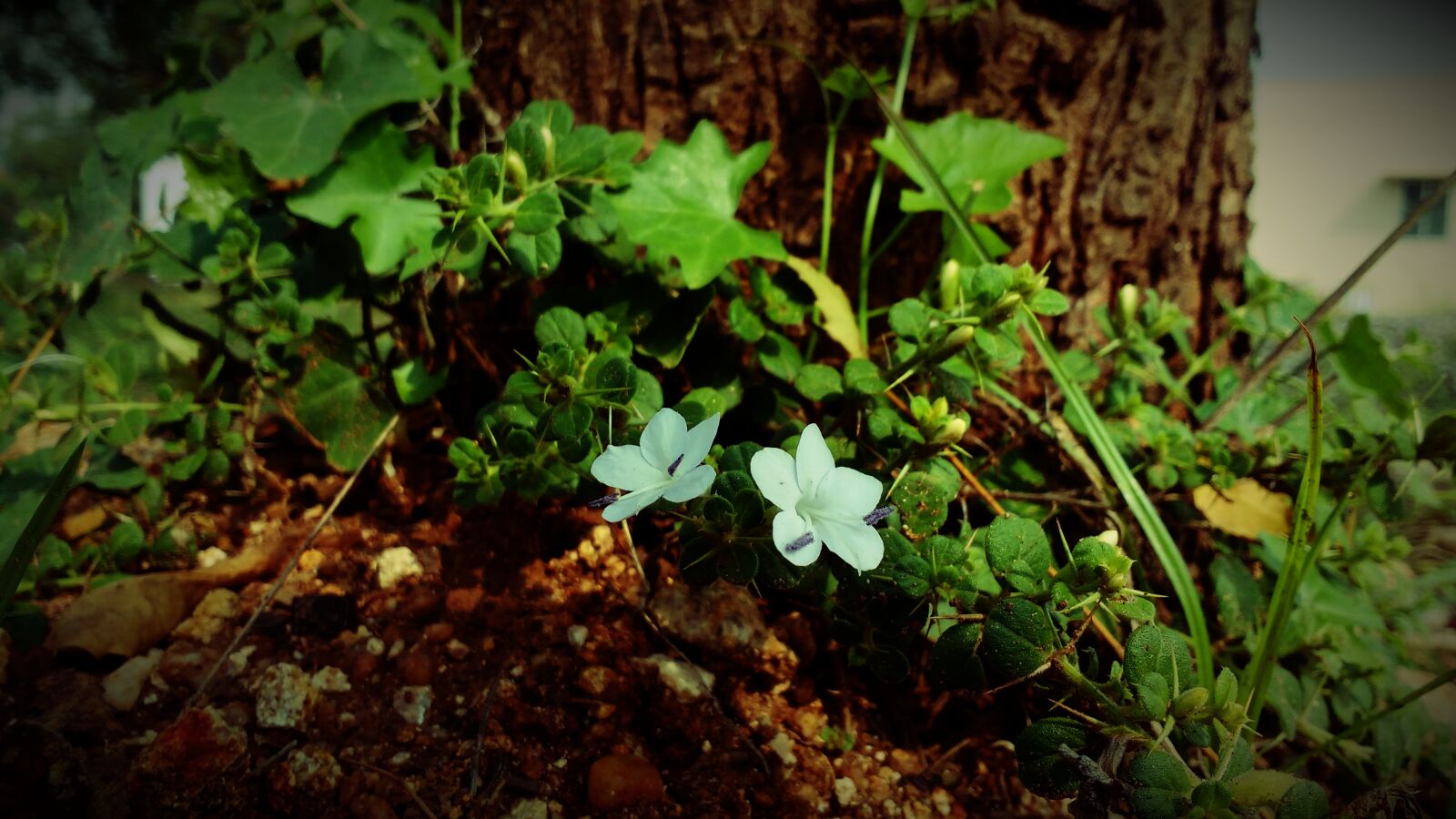Motorola MotoG3 sample photo. Close, up, of, plants photography