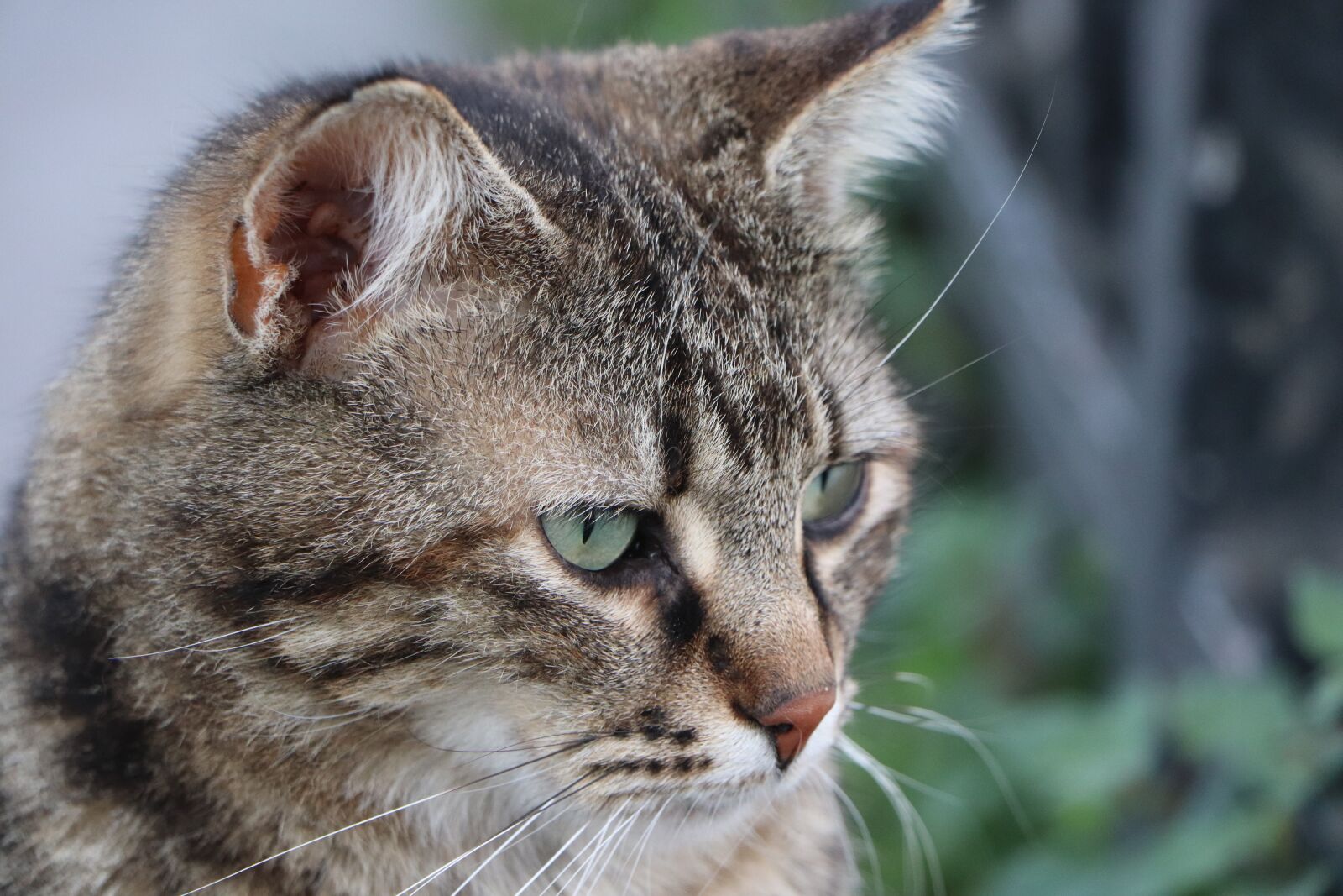 Canon EOS 77D (EOS 9000D / EOS 770D) sample photo. Cat, beautiful, animal photography