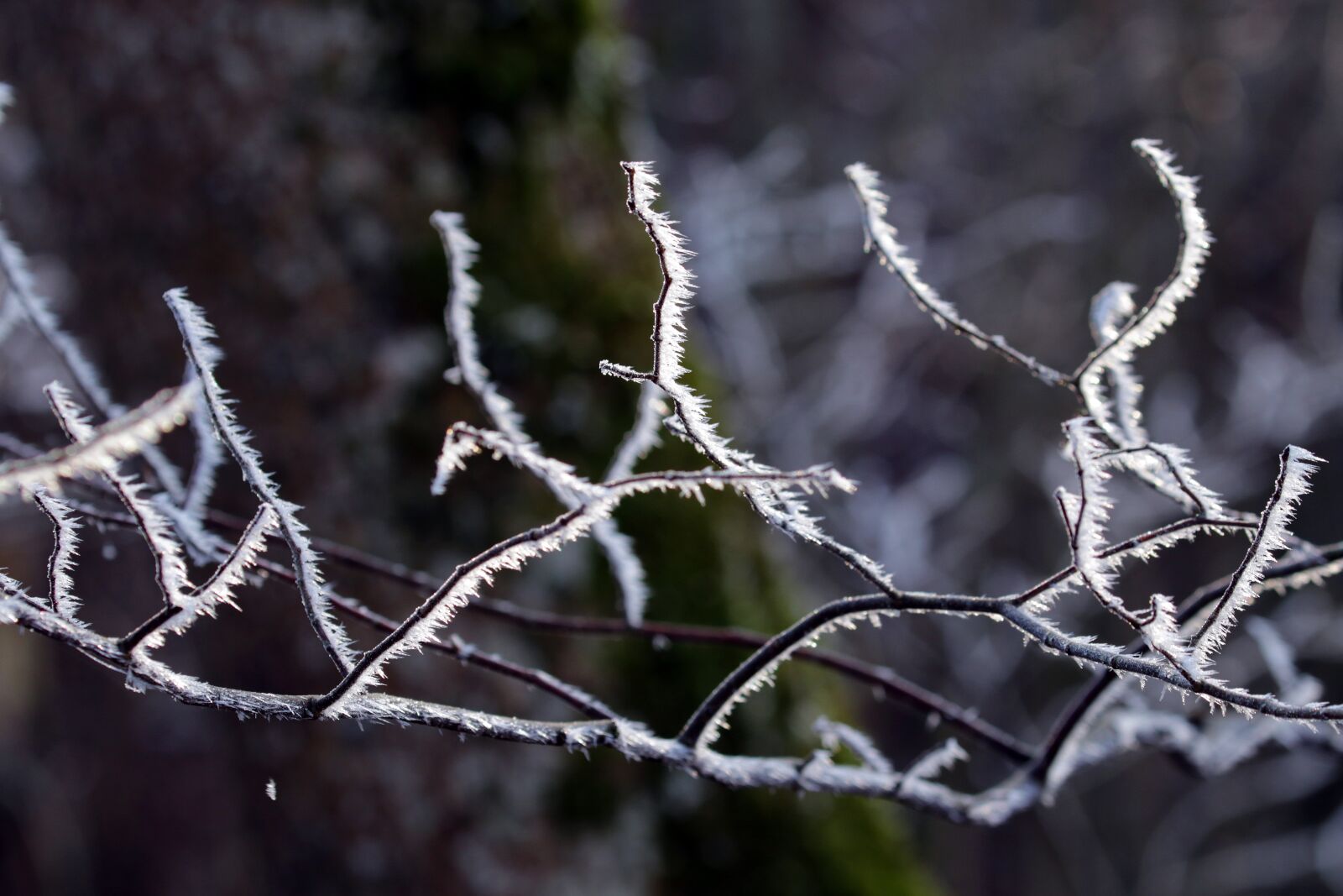 Canon EOS 7D Mark II sample photo. Trees, lighting, fog photography