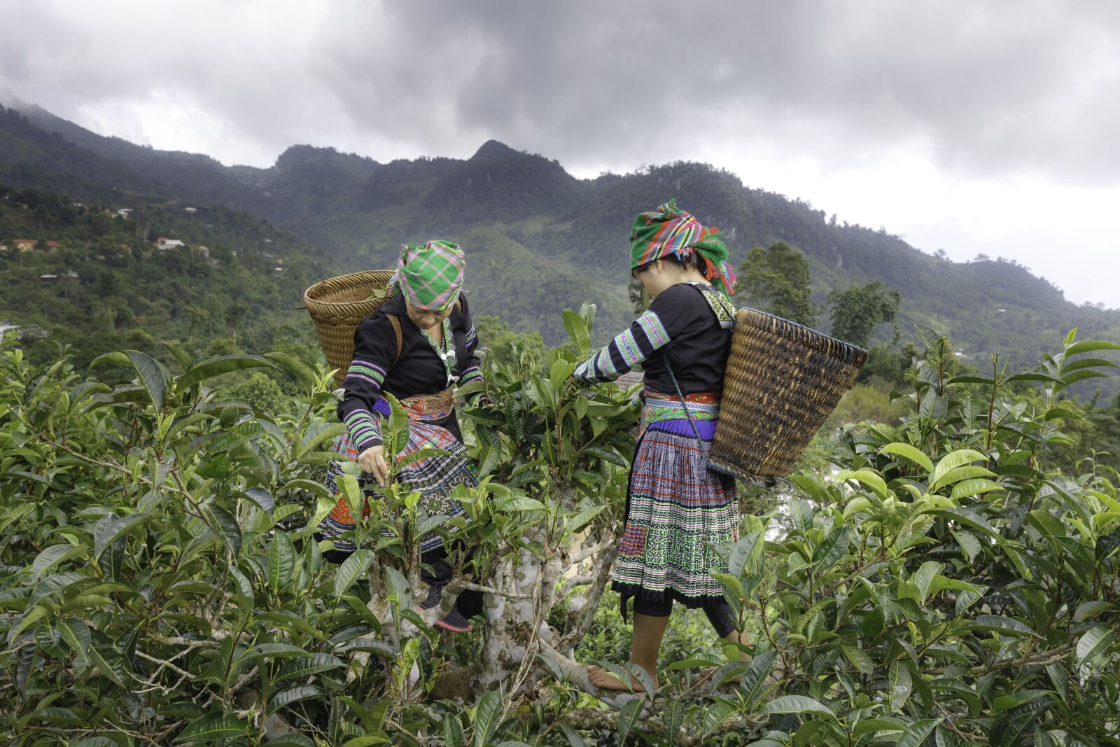 Canon EF 16-35mm F4L IS USM sample photo. Tea picking, the papoose photography