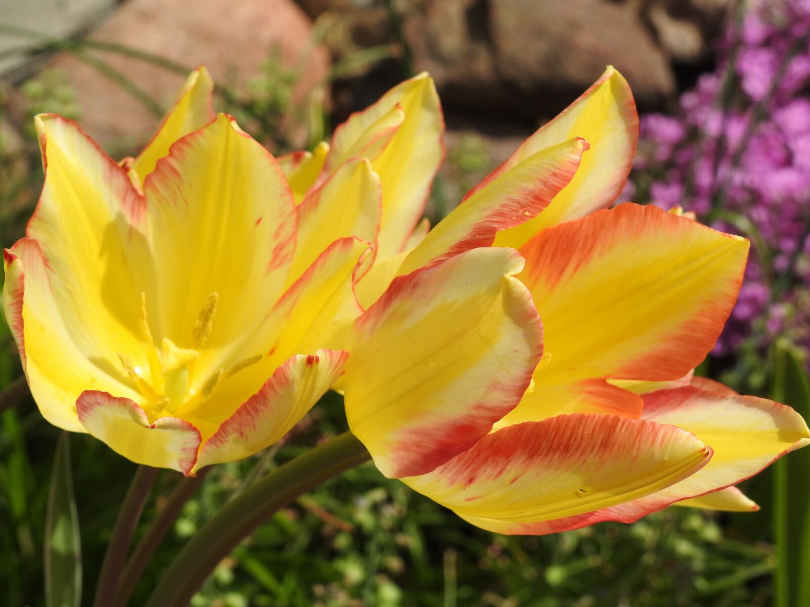 Nikon Coolpix P900 sample photo. Nature, flower, plant photography