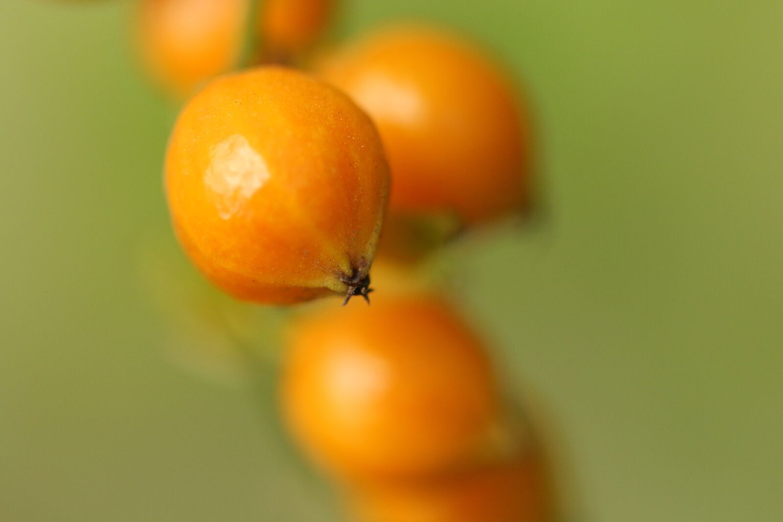 Canon EF 100mm F2.8L Macro IS USM sample photo. Nature, leaf, fruit photography