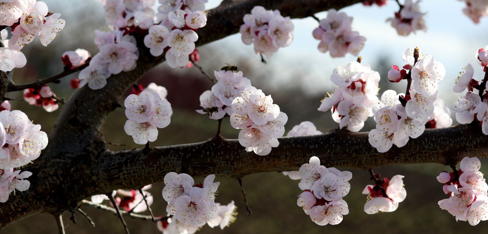 Canon EF-S 60mm F2.8 Macro USM sample photo. Flowers, white, spring photography