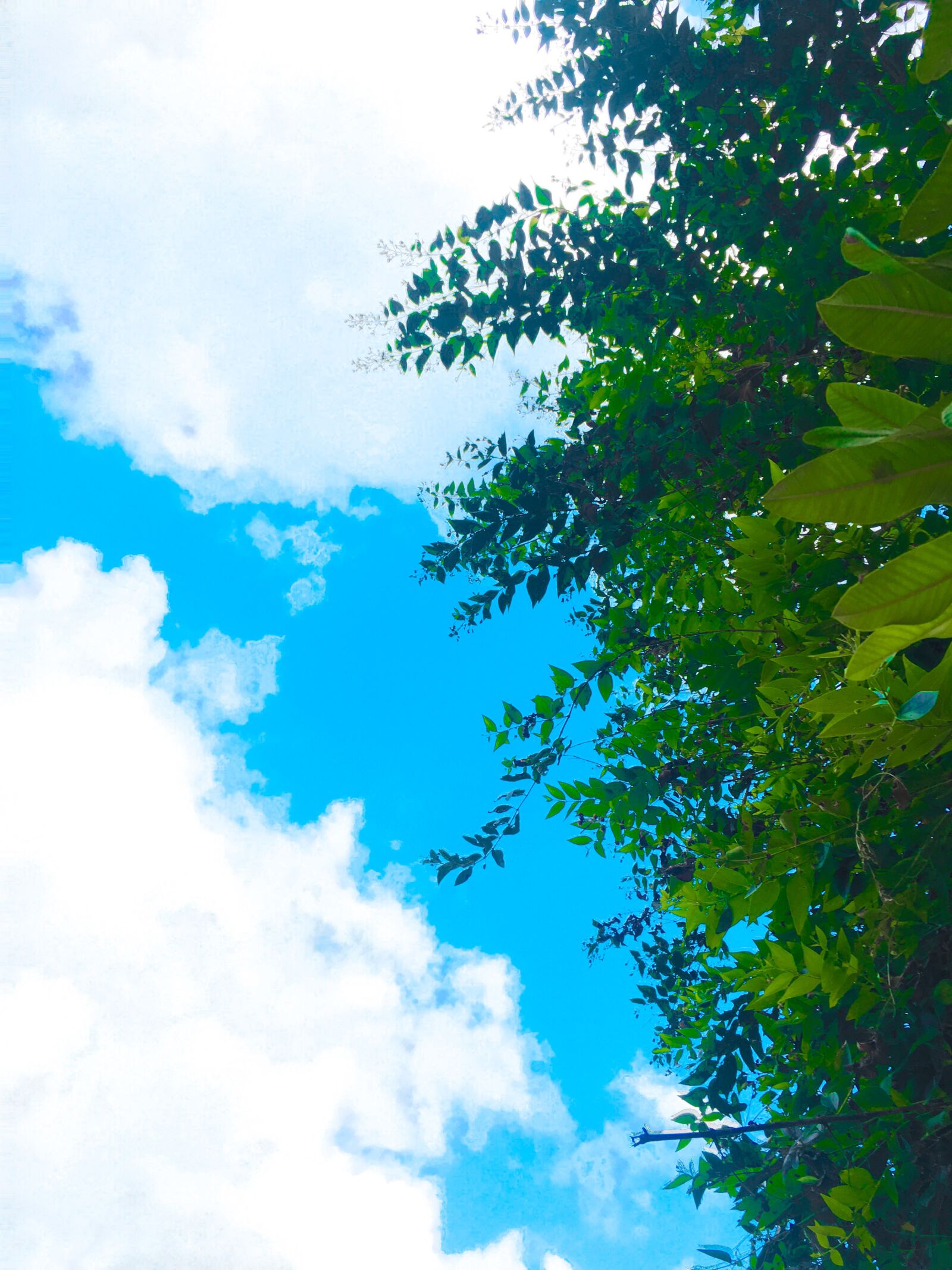 iPhone 6s back camera 4.15mm f/2.2 sample photo. Sky, blue, sri lanka photography