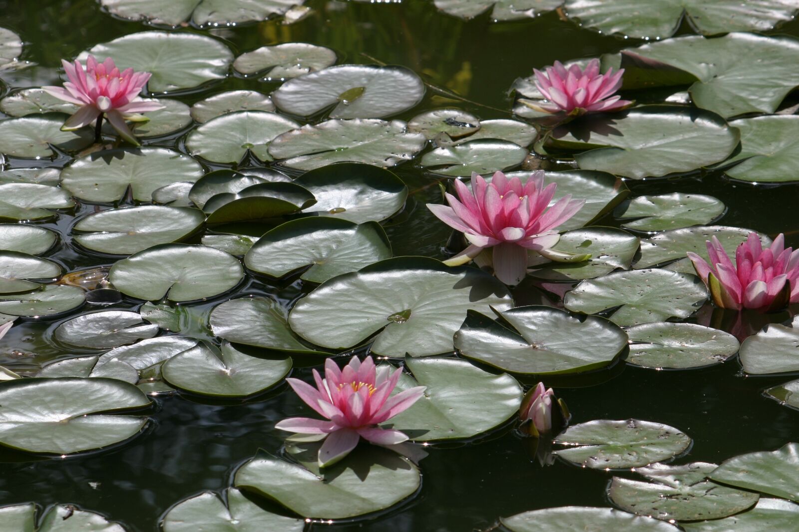 Canon EOS 300D (EOS Digital Rebel / EOS Kiss Digital) sample photo. Water lilies, pond, water photography