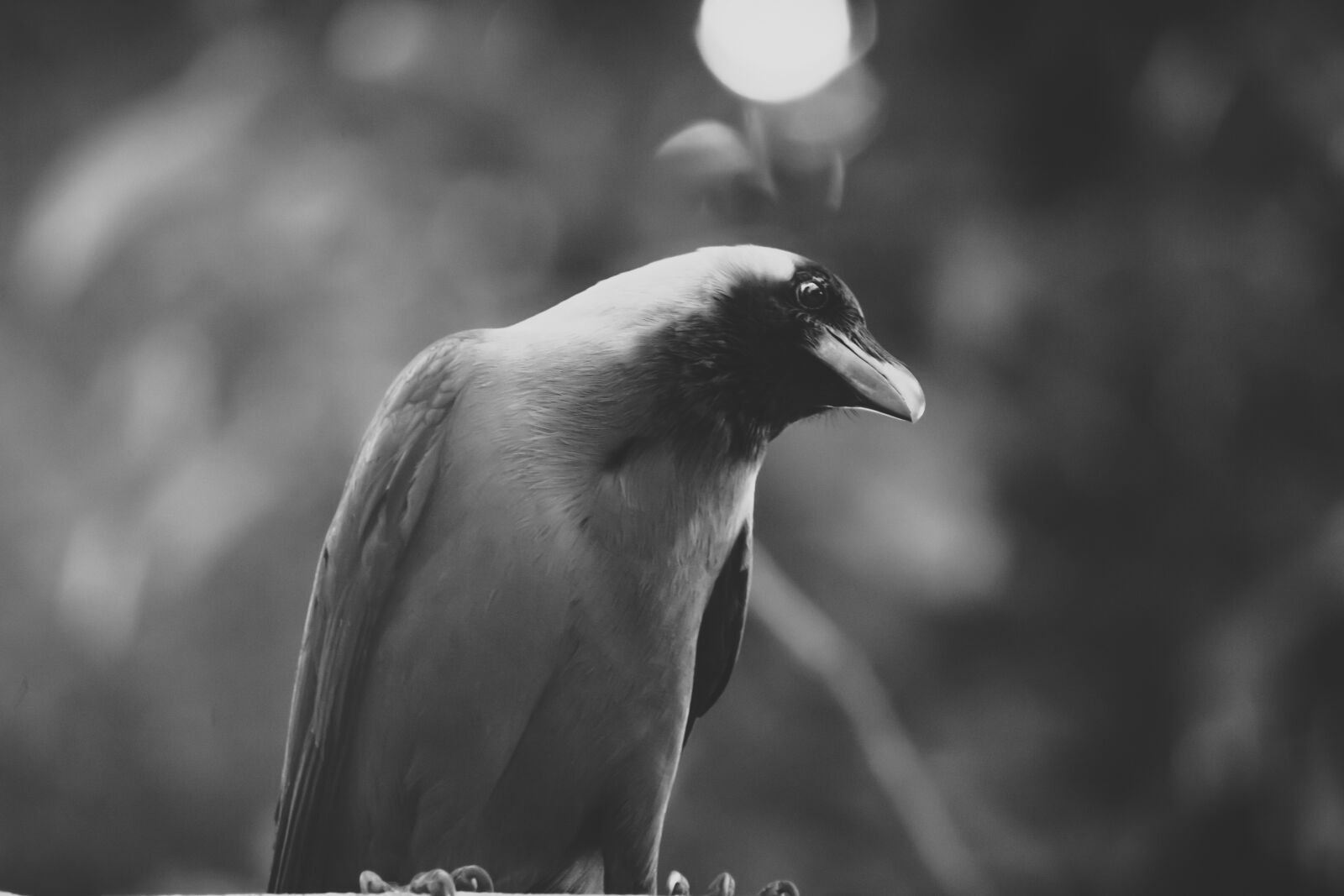 Canon EOS 1300D (EOS Rebel T6 / EOS Kiss X80) sample photo. Bird, black white, freedom photography