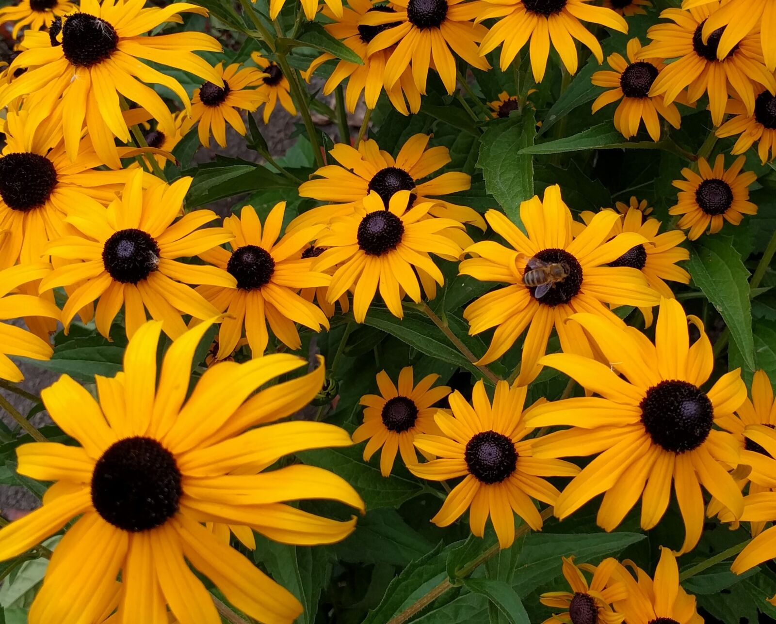 LG Nexus 5X sample photo. Busy bee on black-eyed photography