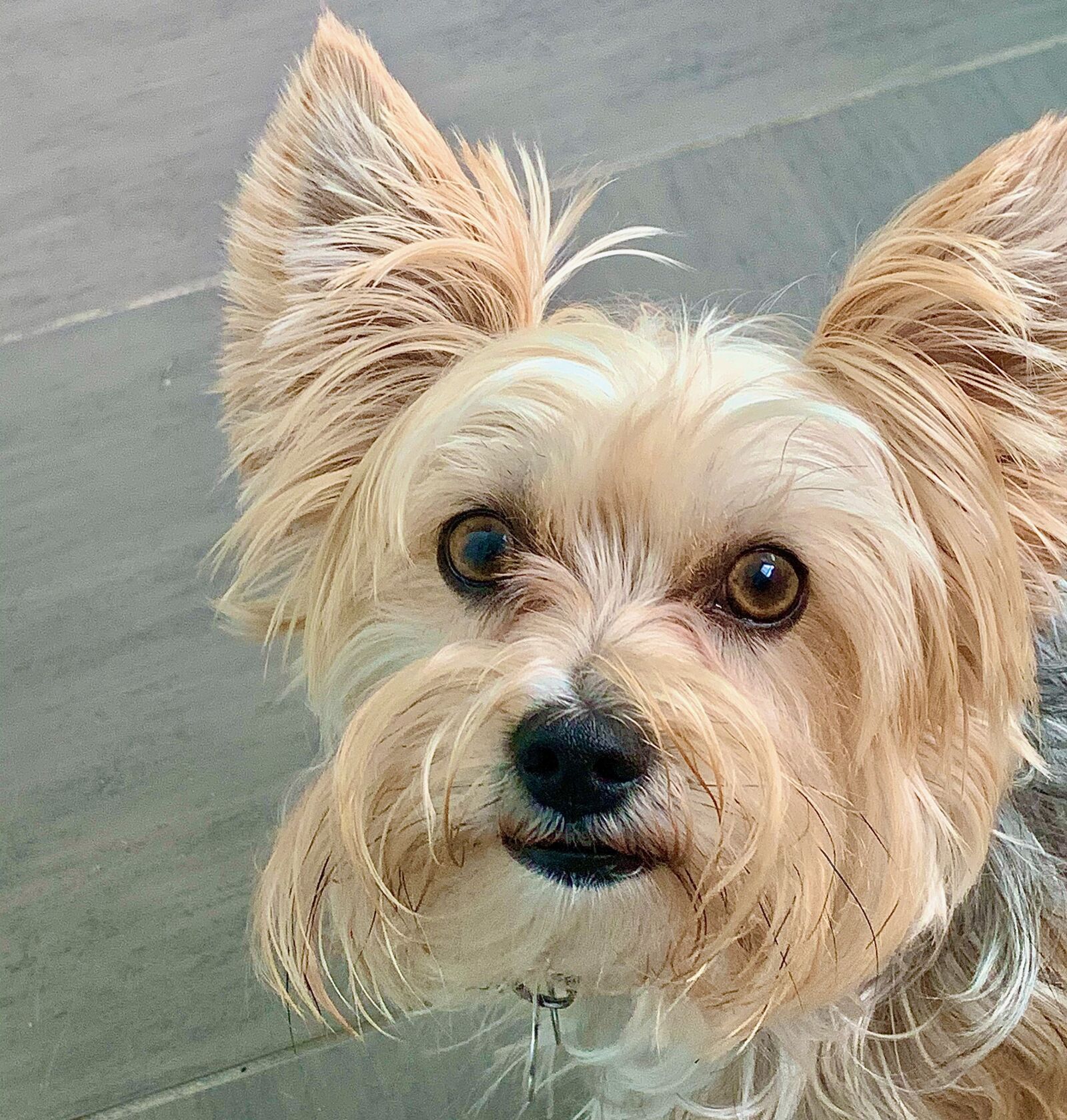 Apple iPhone XR sample photo. Puppy, yorkie, morkie photography