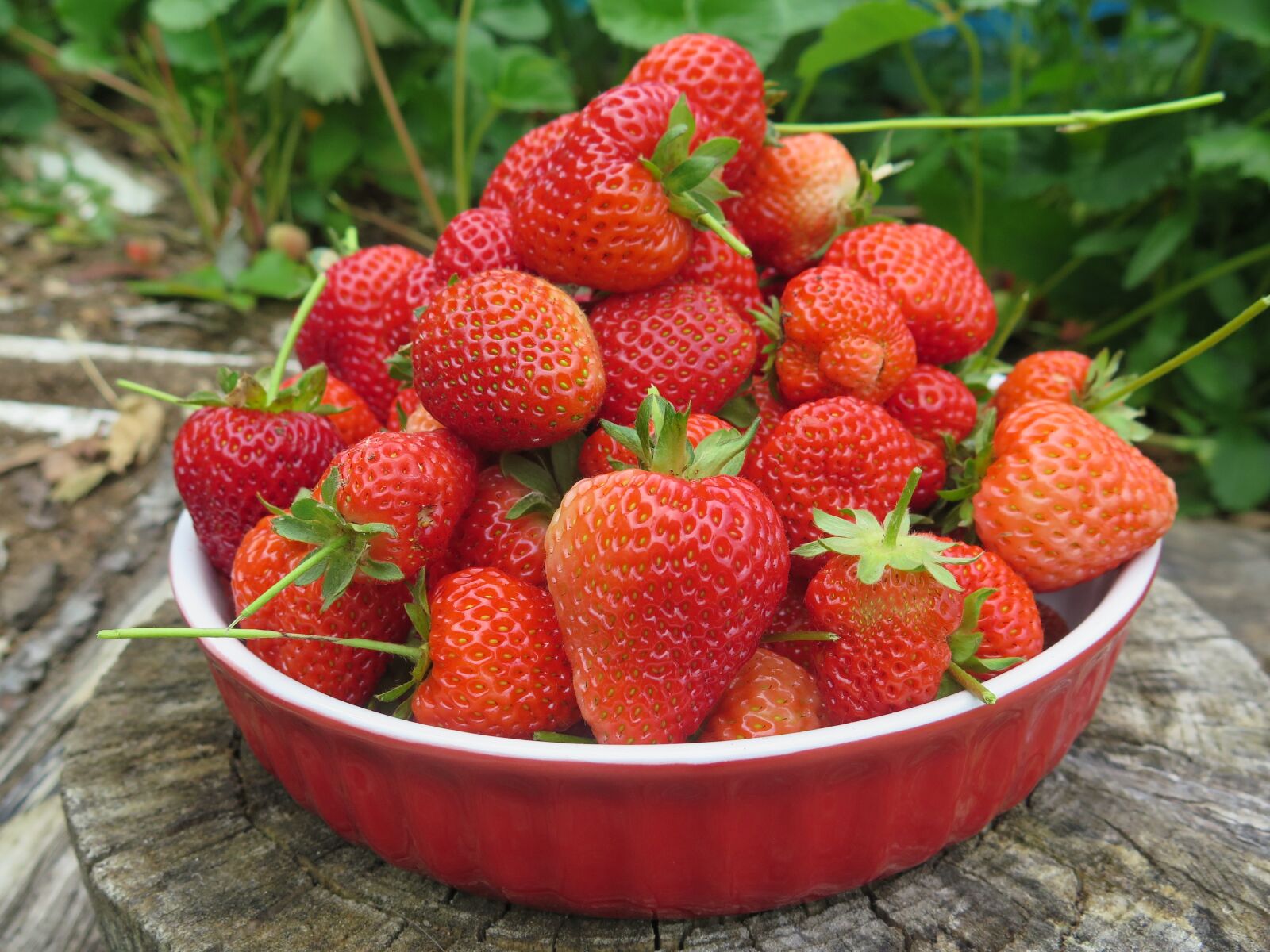 Canon PowerShot G16 sample photo. Strawberry, fruit, food photography