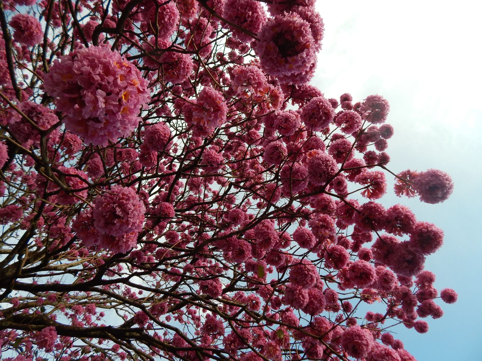 Nikon Coolpix L830 sample photo. Ip , ip -rosa photography