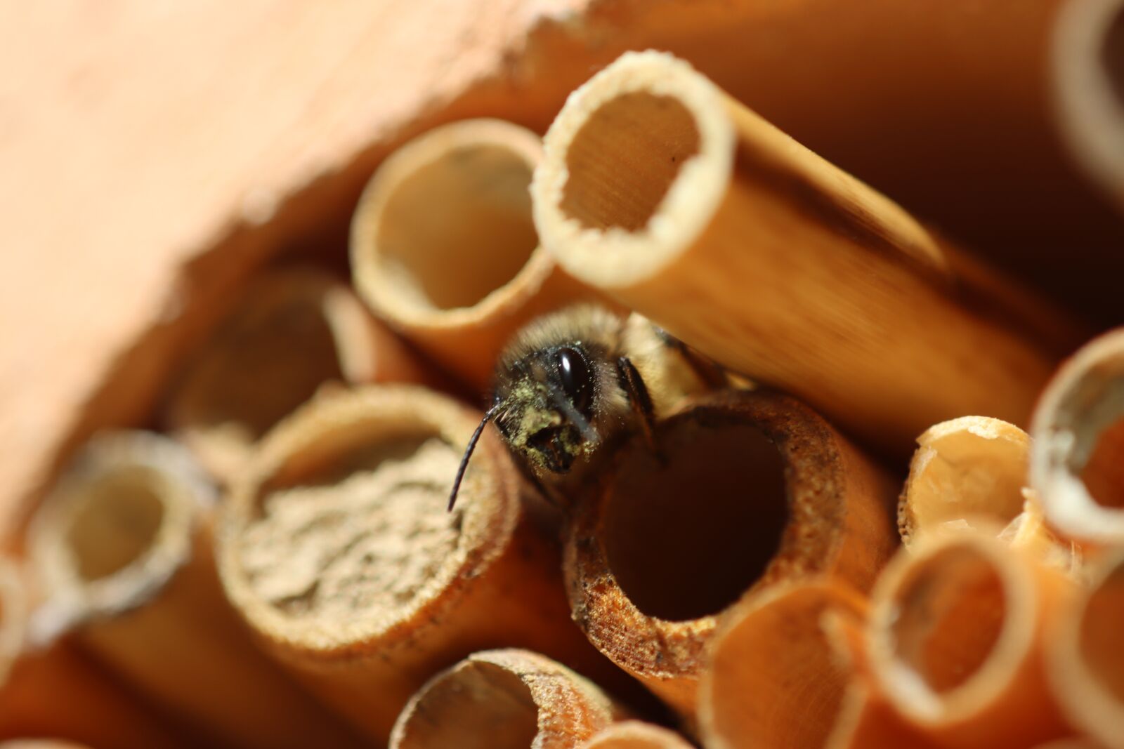 Canon EOS 90D sample photo. Wild bee, bio, insect photography