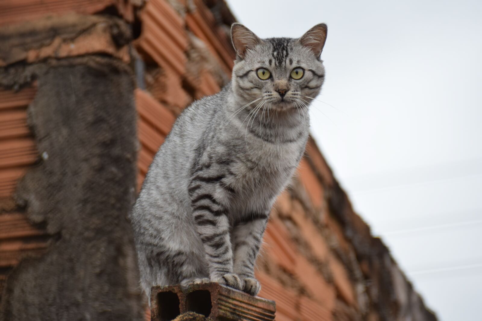 Nikon D5300 sample photo. Cat, pet, domestic photography
