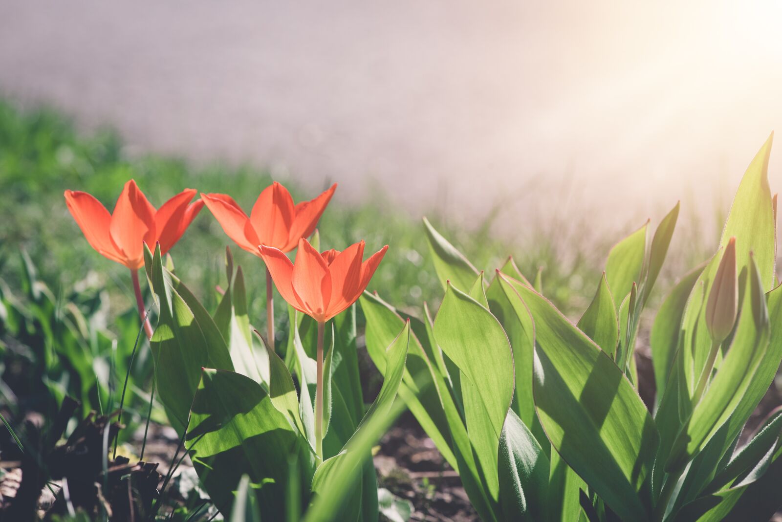 Nikon D750 sample photo. Tulips, red, red tulips photography