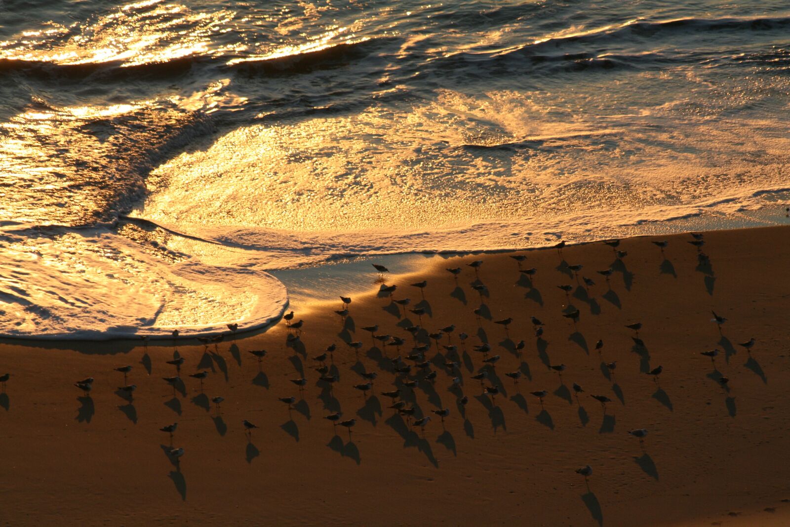 Canon EOS 400D (EOS Digital Rebel XTi / EOS Kiss Digital X) sample photo. Sunrise, birds, coast photography