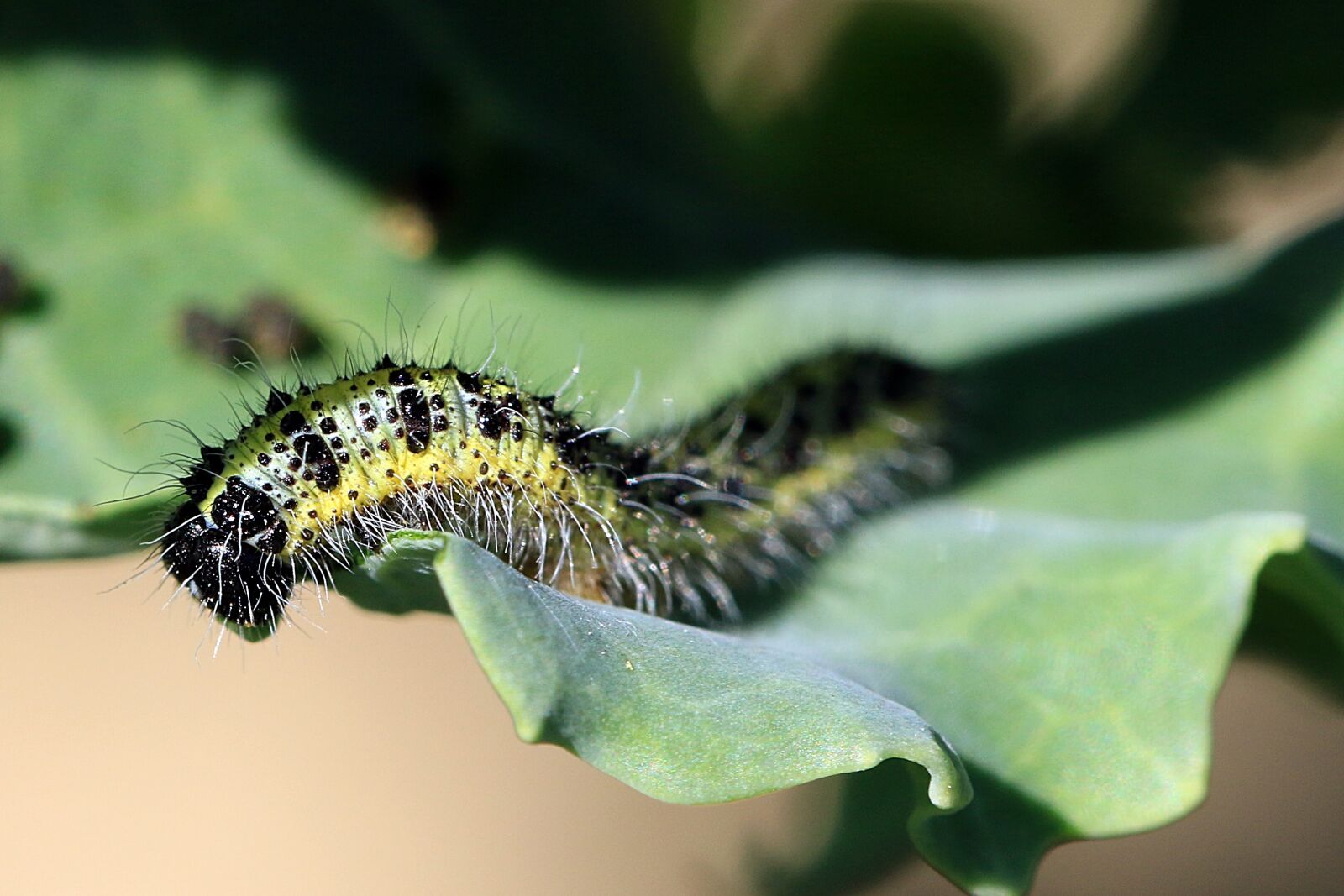 Canon EOS 7D Mark II sample photo. Caterpillar, pieris brassicae, pest photography