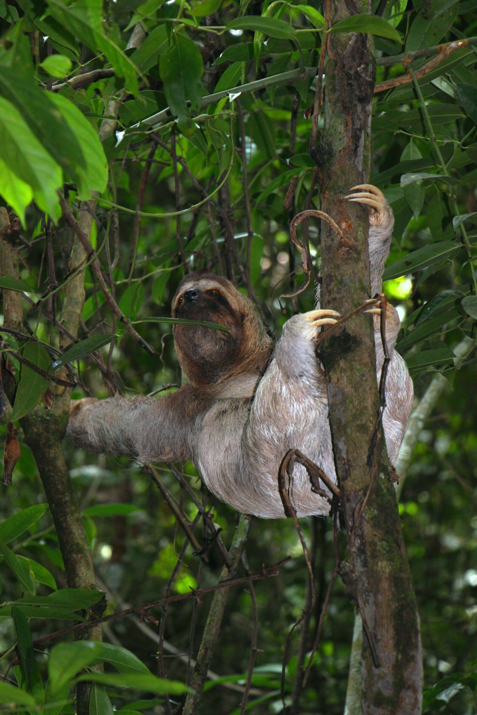 Canon EOS 100D (EOS Rebel SL1 / EOS Kiss X7) sample photo. Sloth, three finger sloth photography