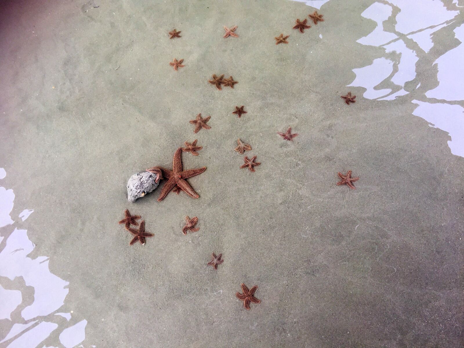 iPhone 6 Plus back camera 4.15mm f/2.2 sample photo. Starfish, sea, ocean photography