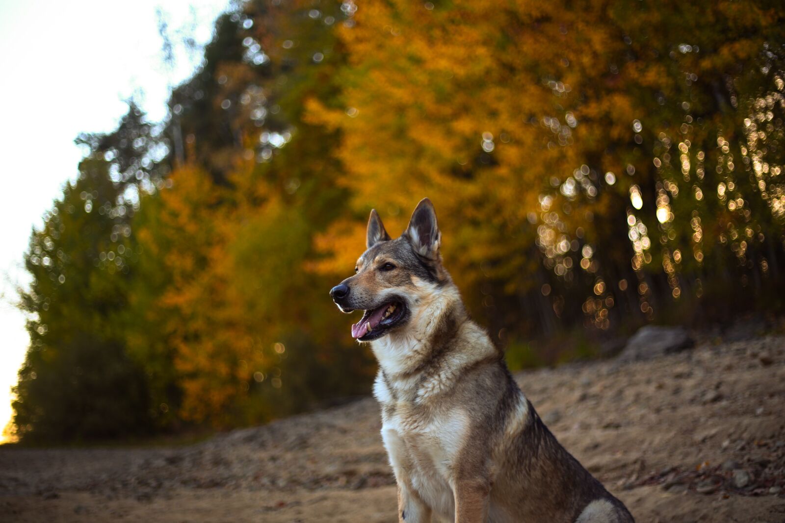 Canon EF 50mm F1.8 II sample photo. Dog, alsatian, animal photography