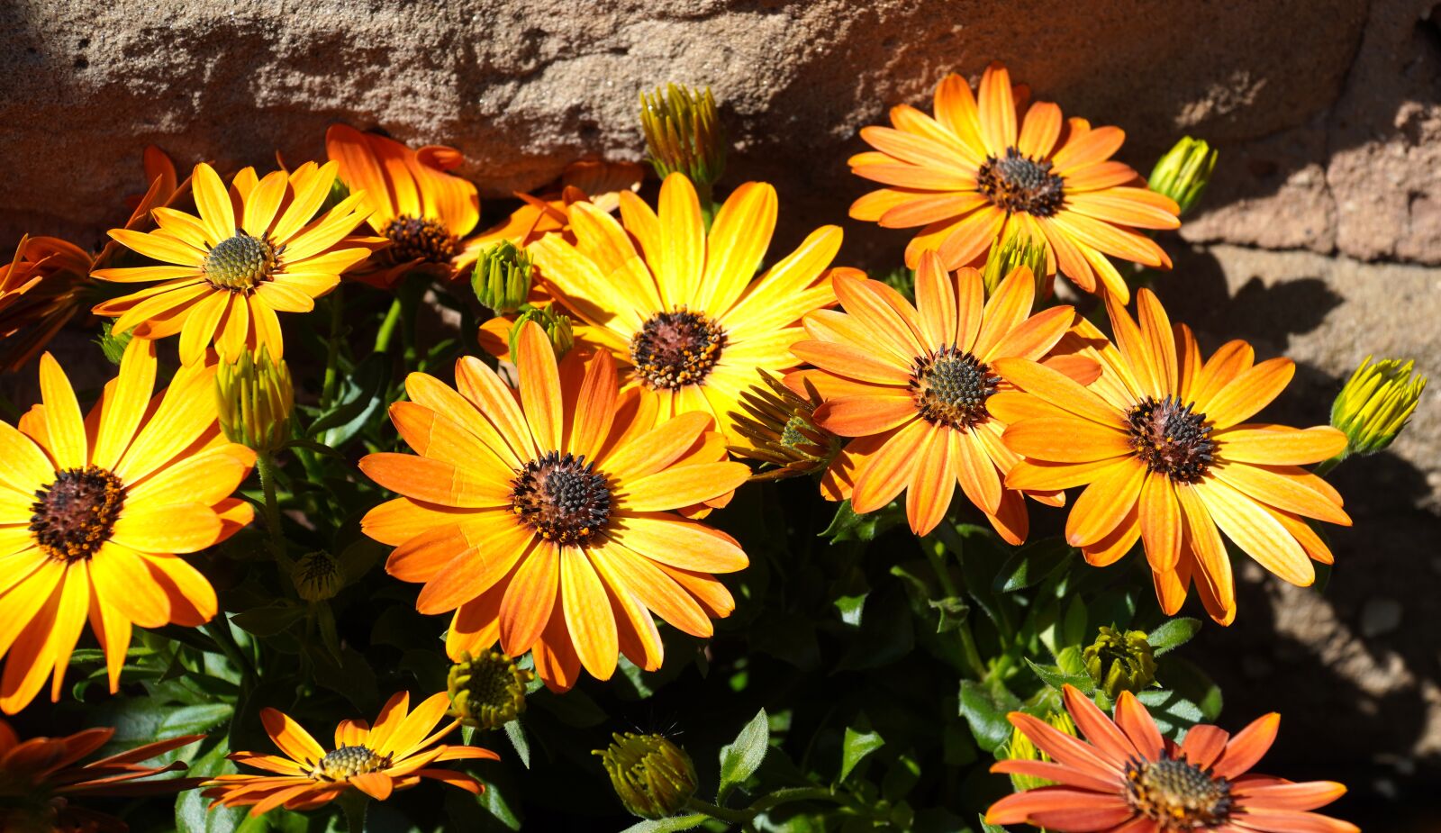 Sony E PZ 18-105mm F4 G OSS sample photo. Daisies, flowers, bloom photography