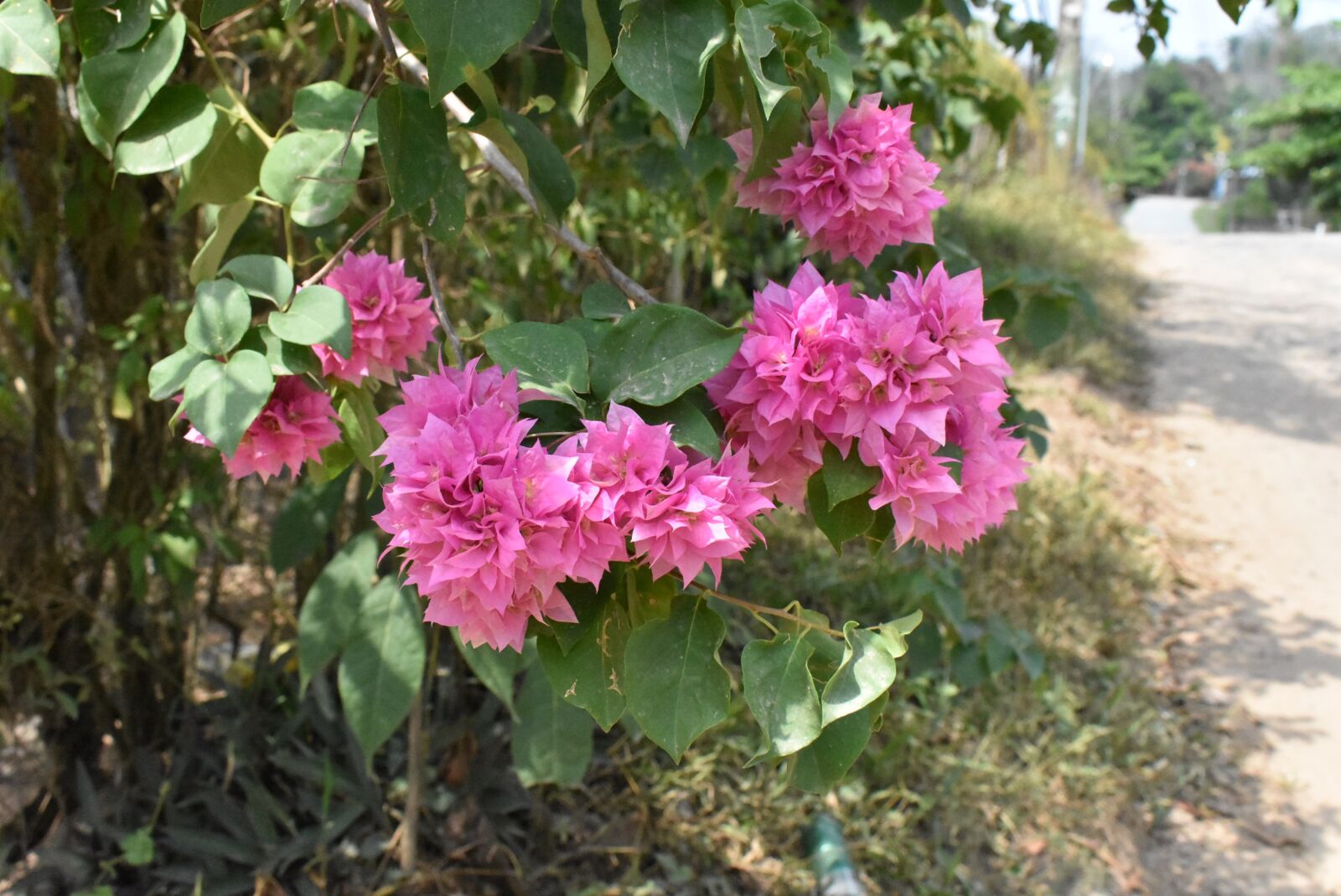 Nikon D3400 sample photo. Flower, bougainvillea, nature photography