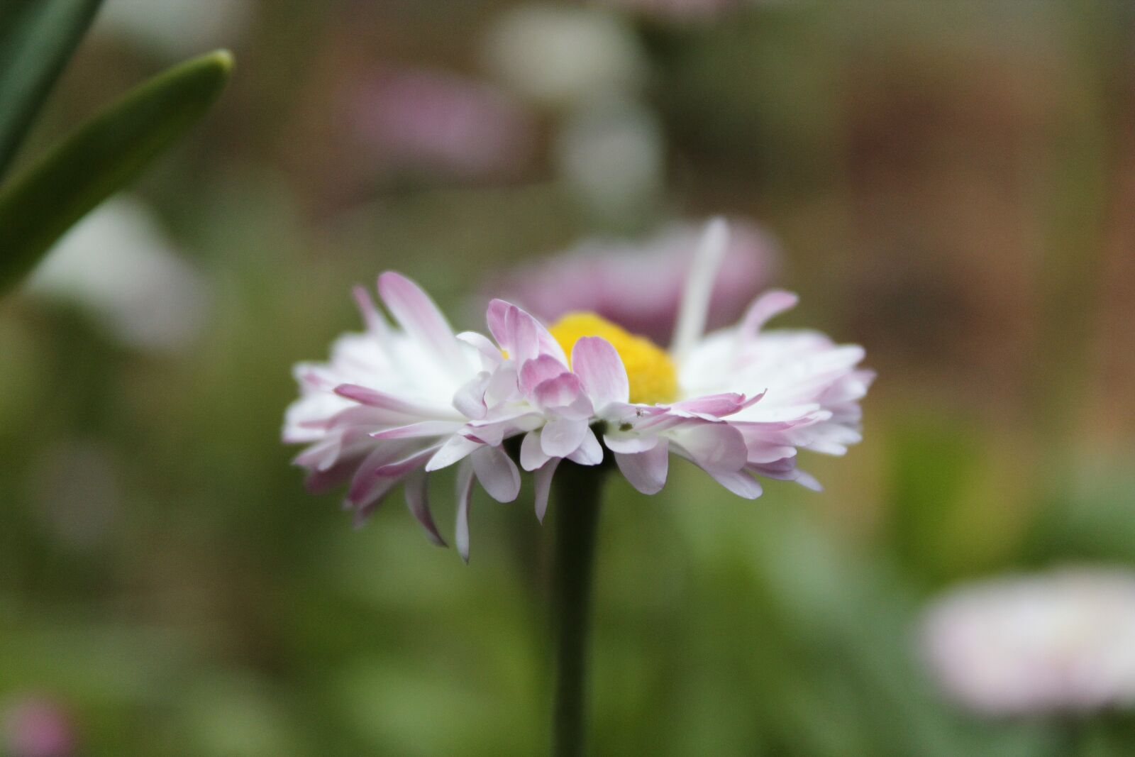 Canon EOS 1100D (EOS Rebel T3 / EOS Kiss X50) sample photo. Flower, nature, beauty photography