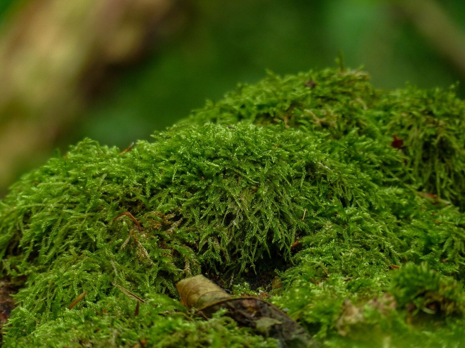 Panasonic Lumix DMC-FZ200 sample photo. Moss, close up, green photography