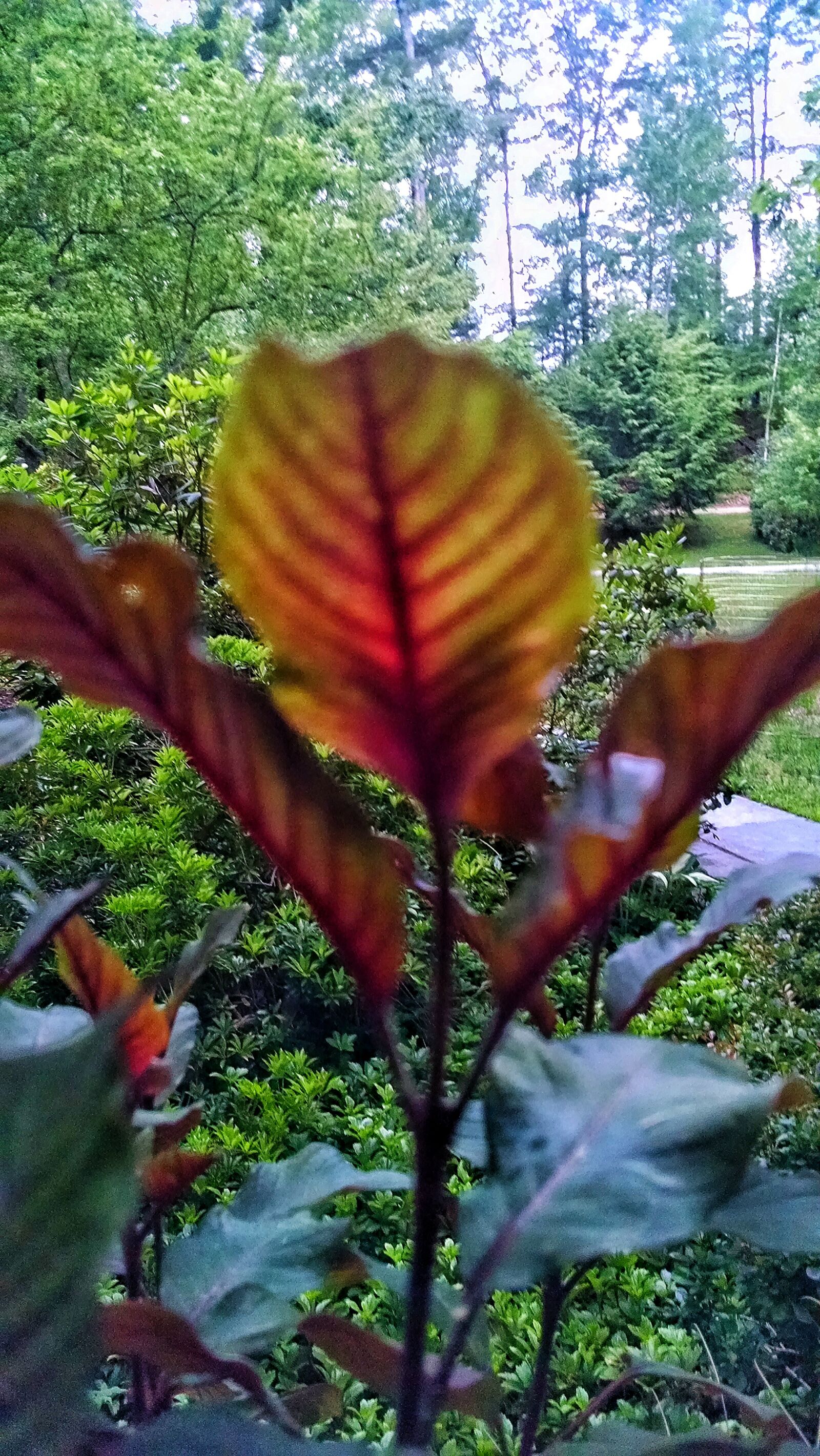 Motorola Moto X (1st Gen) sample photo. Colors, green, plants, red photography