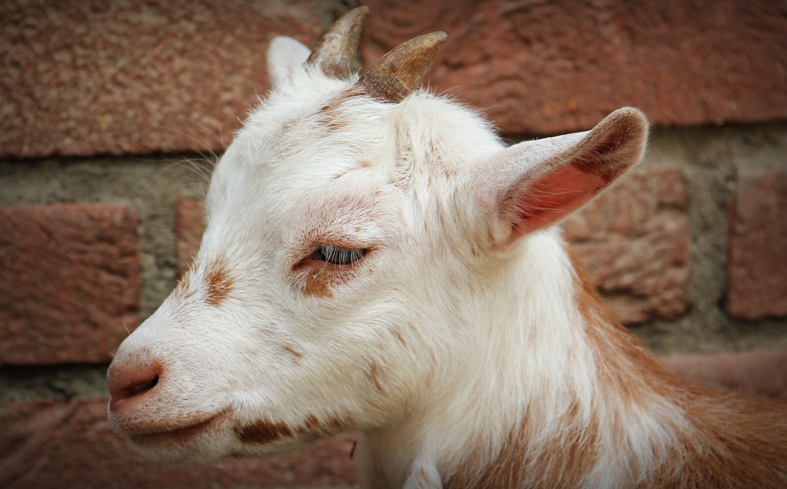 Canon EOS 550D (EOS Rebel T2i / EOS Kiss X4) sample photo. Goat, animal, horns photography