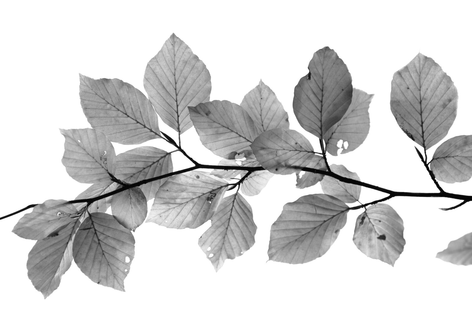 Nikon D610 sample photo. Leafs, black and white photography