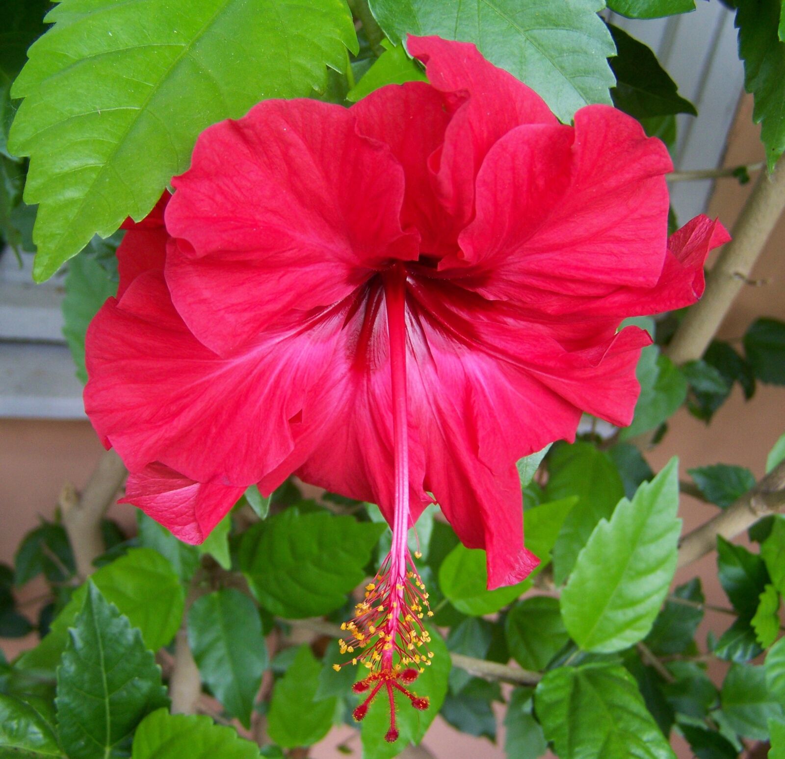 Kodak EASYSHARE ZD710 ZOOM DIGITAL CAMERA sample photo. Hibiscus, red flower, exotic photography