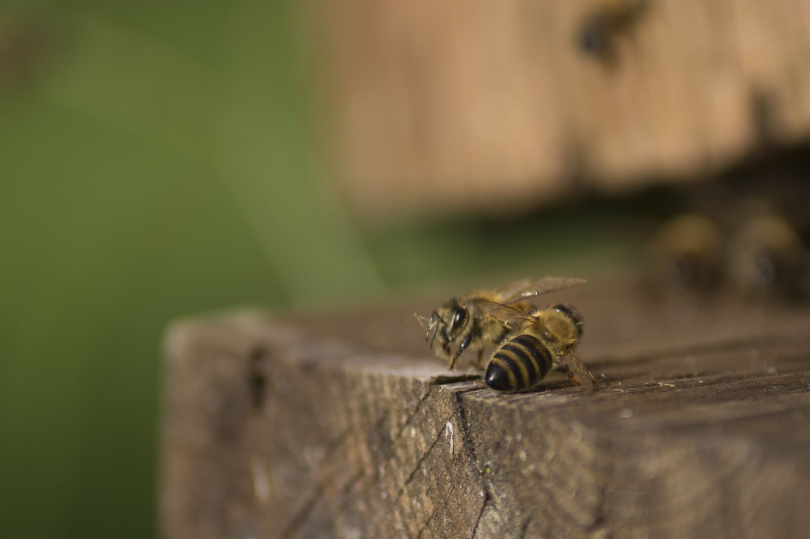 Sony DT 55-200mm F4-5.6 SAM sample photo. Beehive, beekeeping, bees, honey photography
