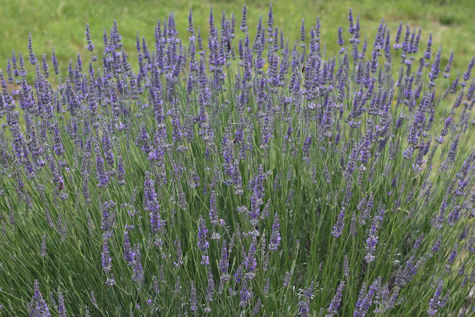 Canon EOS 700D (EOS Rebel T5i / EOS Kiss X7i) sample photo. Lavender, nature, bloom photography