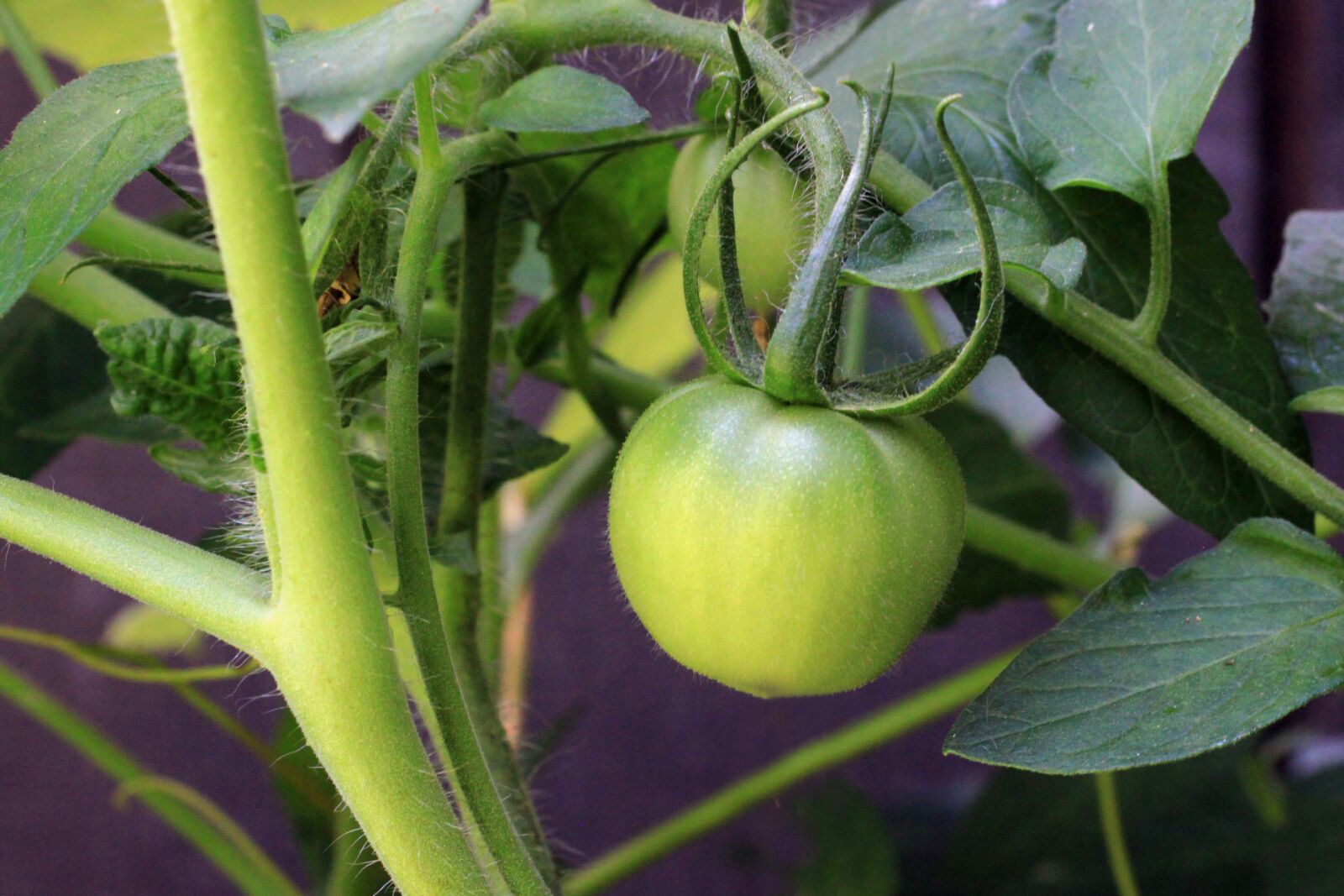 Canon EOS 500D (EOS Rebel T1i / EOS Kiss X3) sample photo. Tomato, food, nutrition photography
